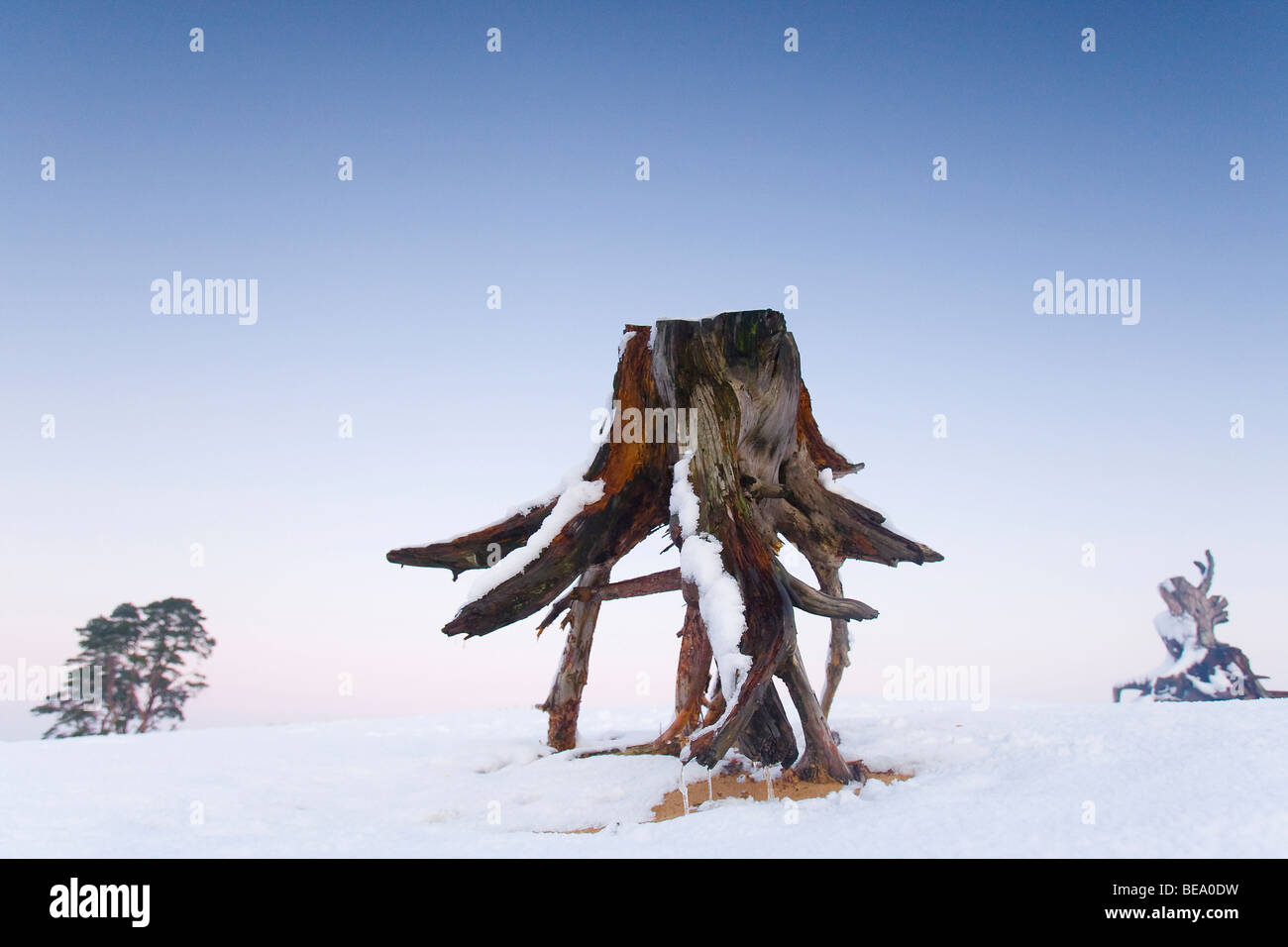 Vieux tronc de pin après avoir coupé des arbres dans la neige. Banque D'Images