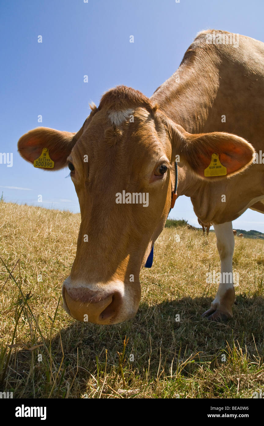 Dh Guernesey Guernesey GUERNESEY ANIMAL vache cow head close up produits laitiers lait visage gros plan sur l'herbe de pâturage Banque D'Images
