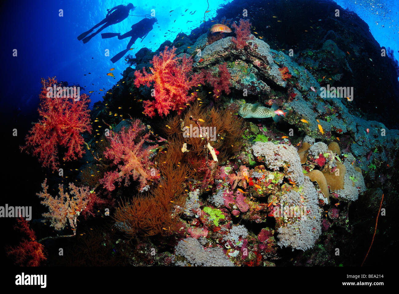 Deux plongeurs sur un récif de corail de la mer Rouge, Egypte Banque D'Images
