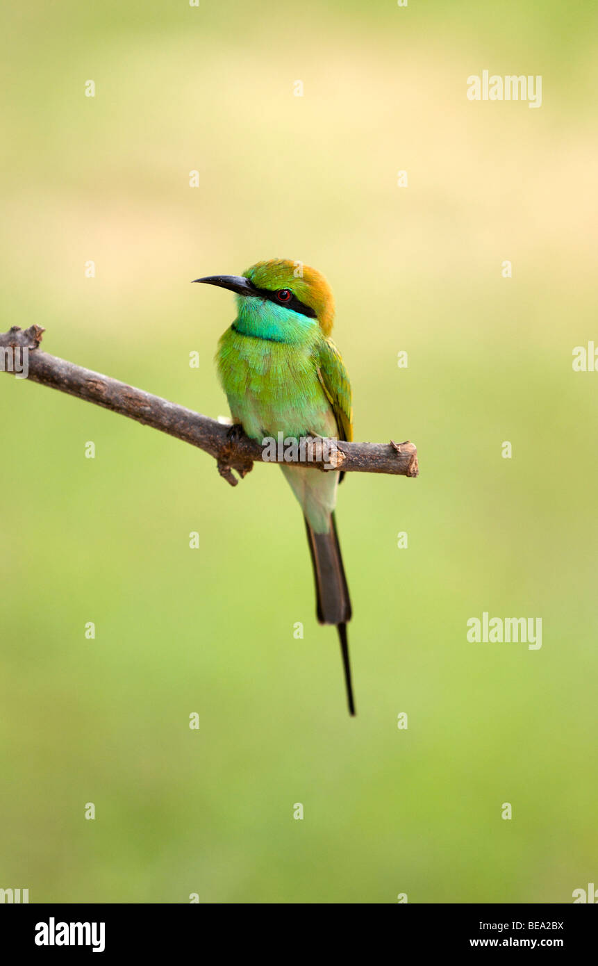 Green Bee Eater dans parc national de Yala au Sri Lanka Banque D'Images