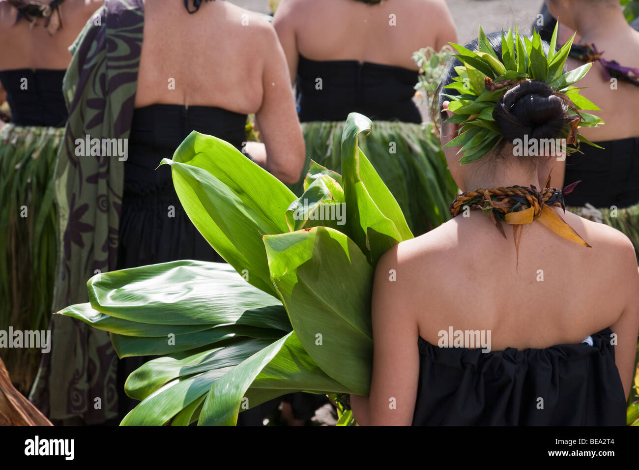Feuilles de Ti lors d'une cérémonie de hula Banque D'Images