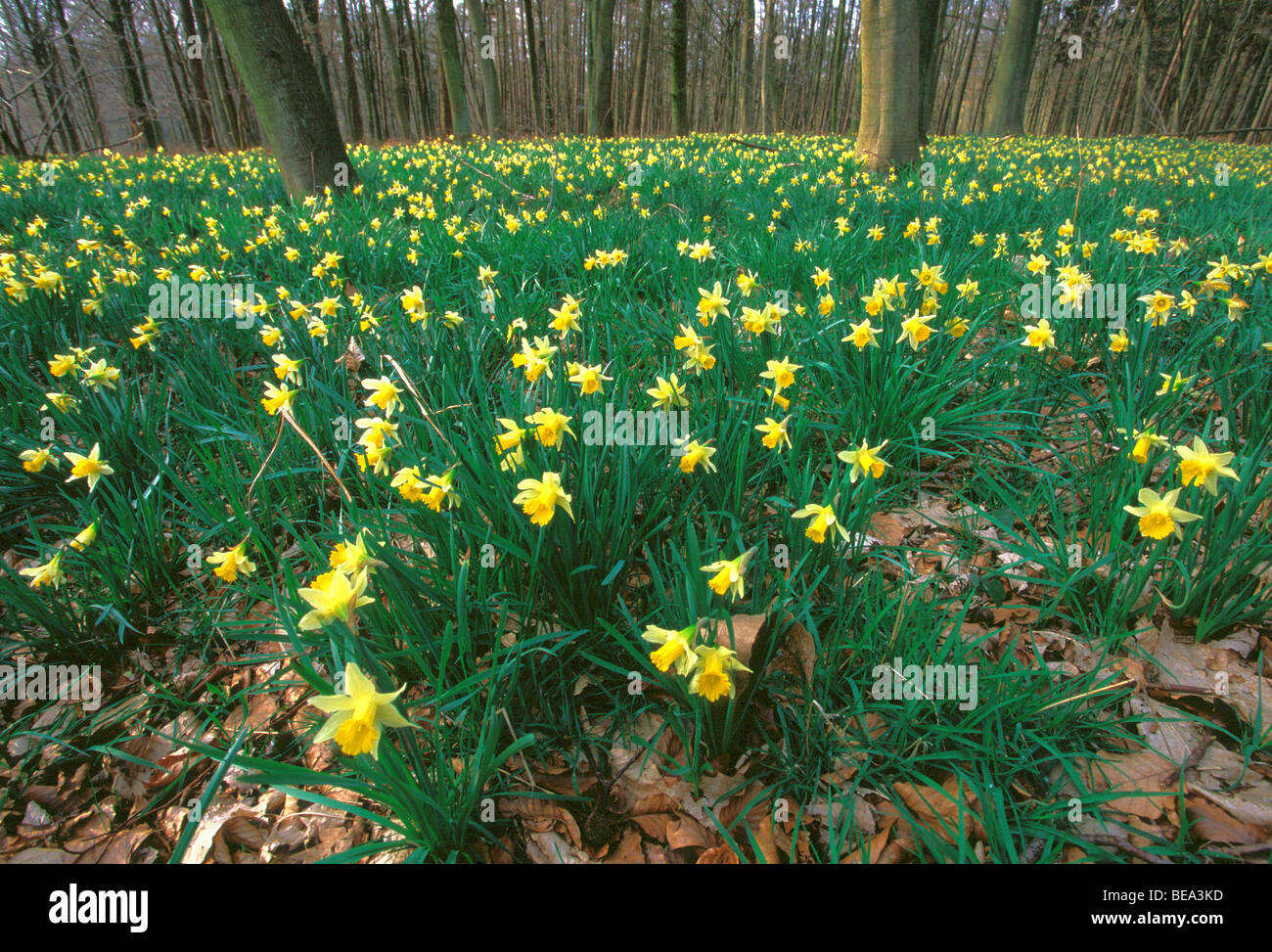 Narcis (Narcissus pseudonarcissus Wilde) dans bos, la jonquille (Narcissus pseudonarcissus Belgi) en forêt, Belgique Banque D'Images