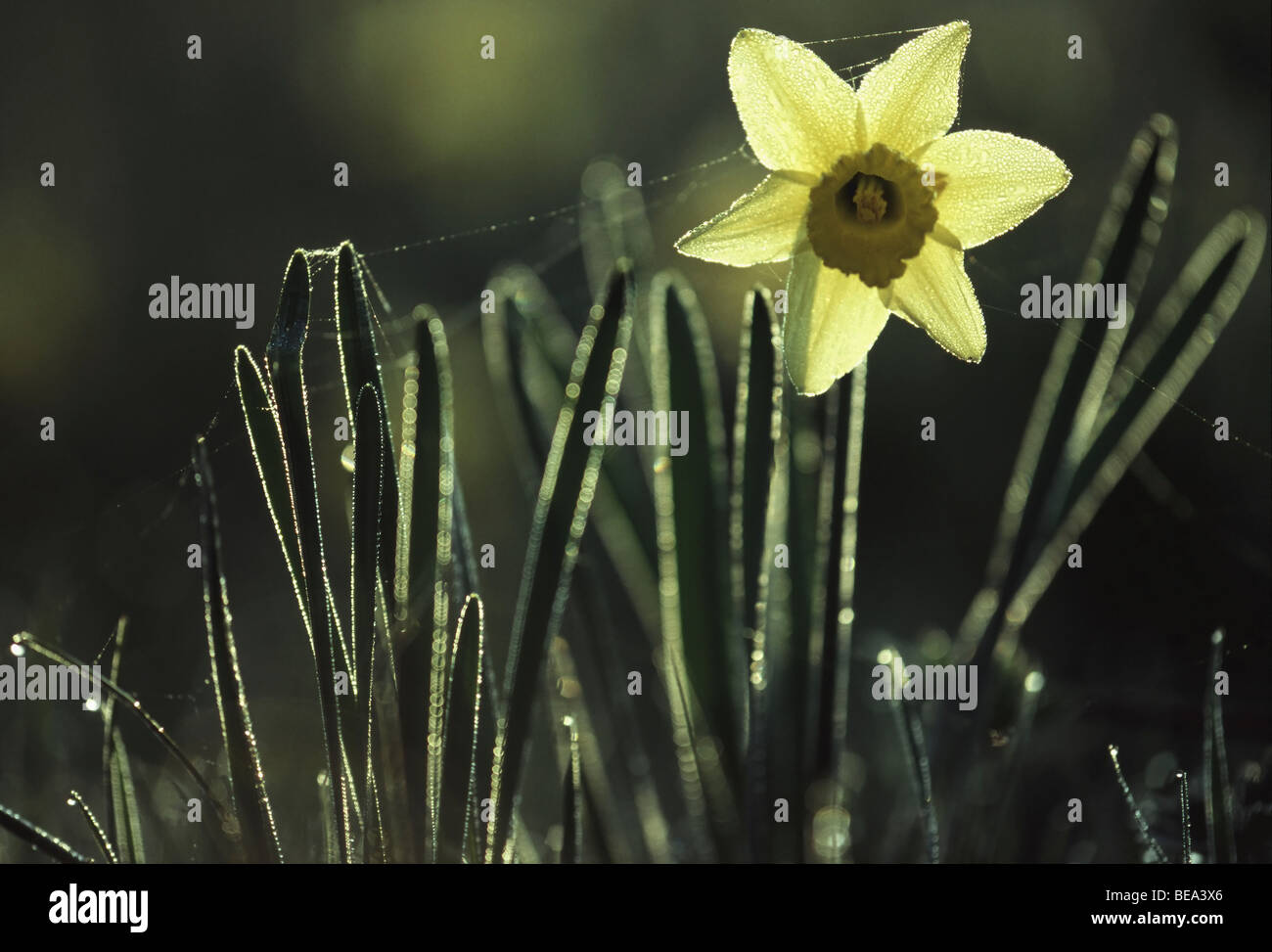 Narcis (Narcissus pseudonarcissus Wilde), jonquille (Narcissus pseudonarcissus Belgi), Belgique Banque D'Images