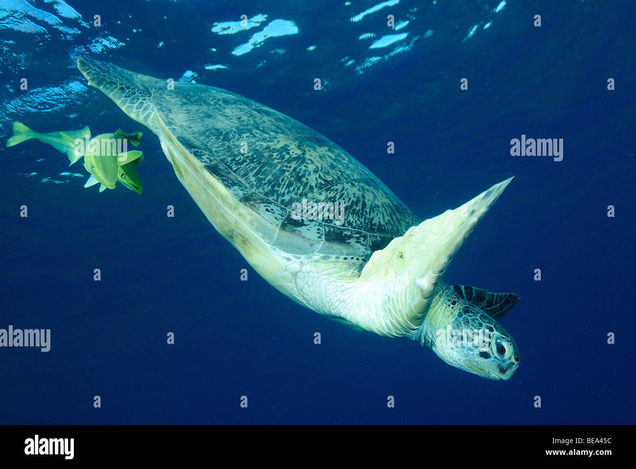 Tortue verte avec live sharksucker poissons en Mer Rouge, Egypte Banque D'Images