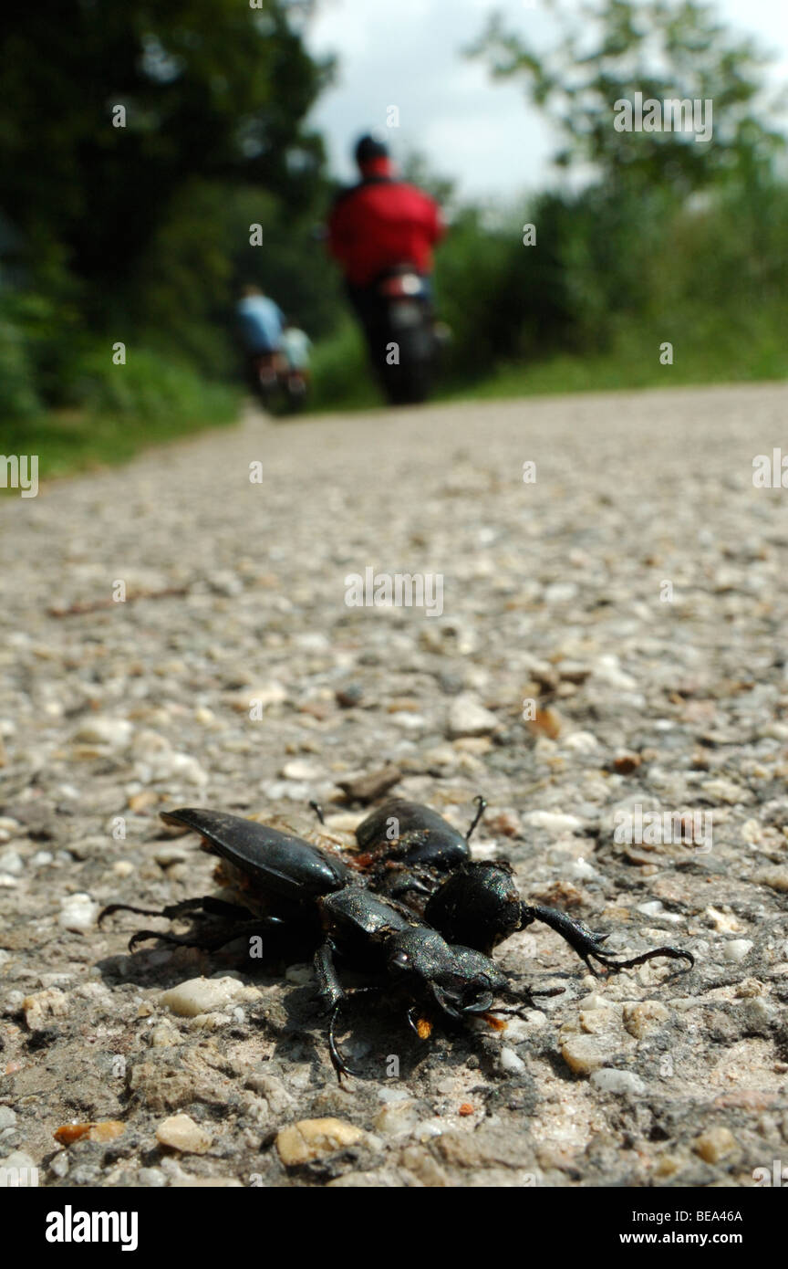 Overreden vliegend vrouwtje eisu op fietspad ; stag beetle est passé sur le vélo-voie Banque D'Images