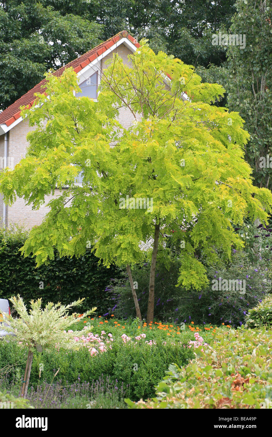 Jusqu'à 15 mètres de hauteur arbre avec des feuilles de couleur jaune d'or  Photo Stock - Alamy