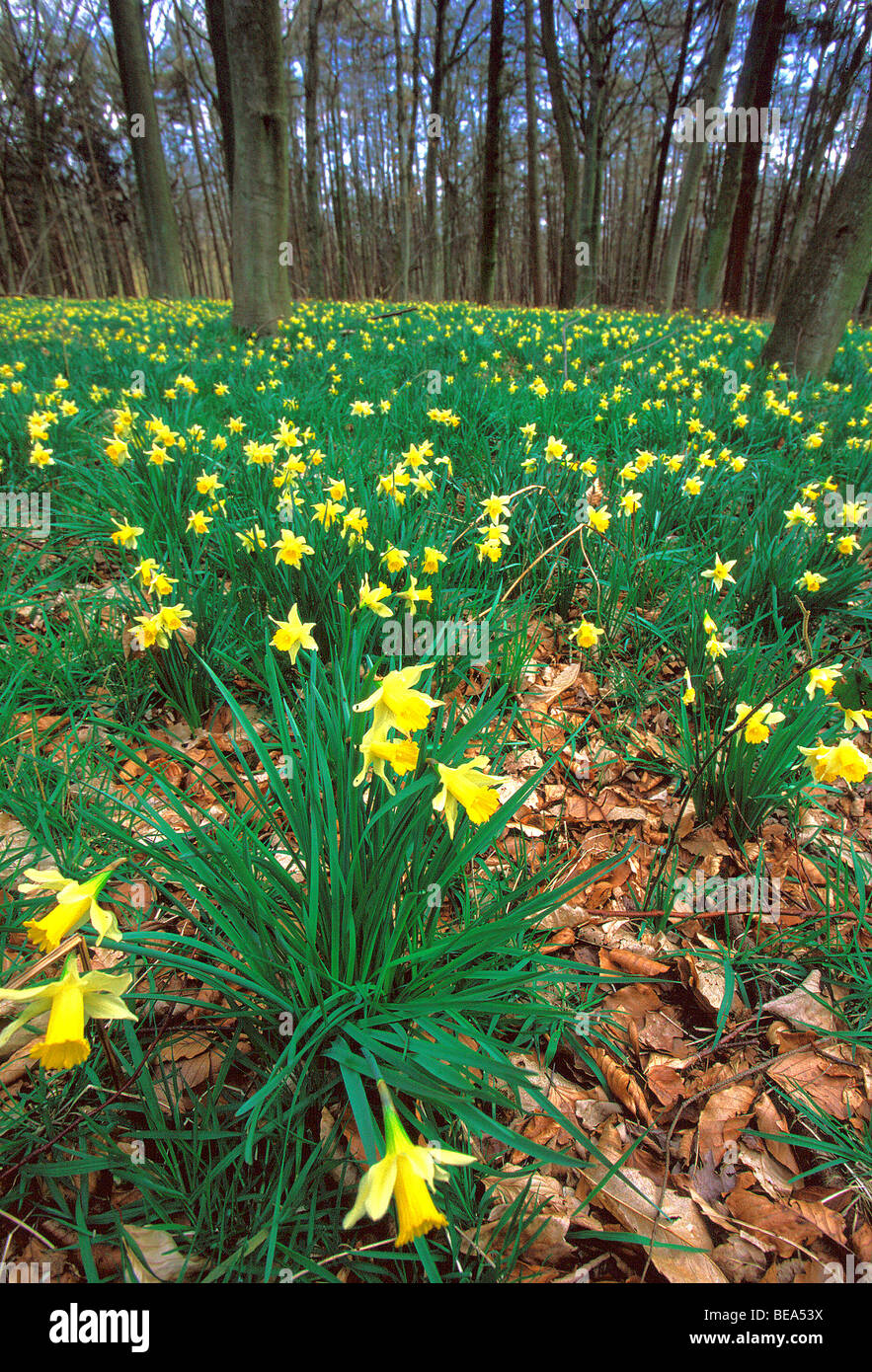 Les jonquilles sauvages (Narcissus pseudonarcissus) dans la forêt de hêtres, Belgique Banque D'Images