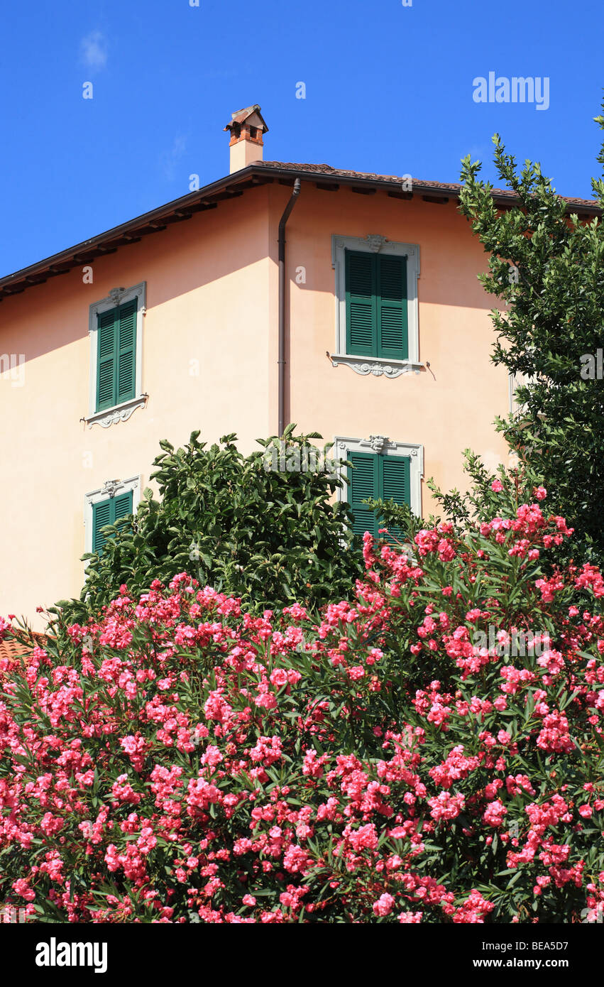 Fleurs roses et un ciel bleu, Varenna, Italie, Europe Banque D'Images