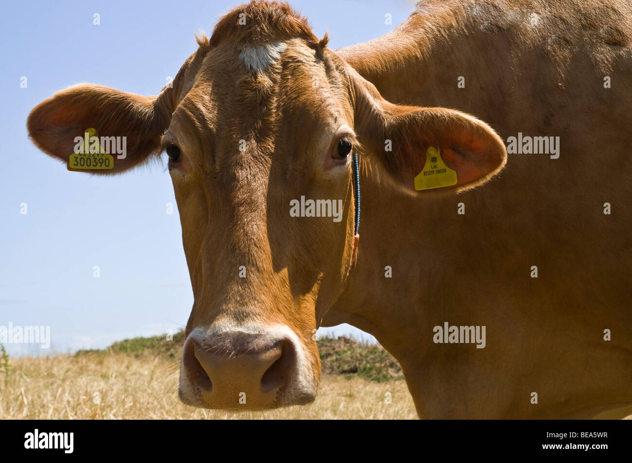 Dh Guernesey Guernesey GUERNESEY ANIMAL vache cow head close up vache laitière lait visage gros plan Banque D'Images