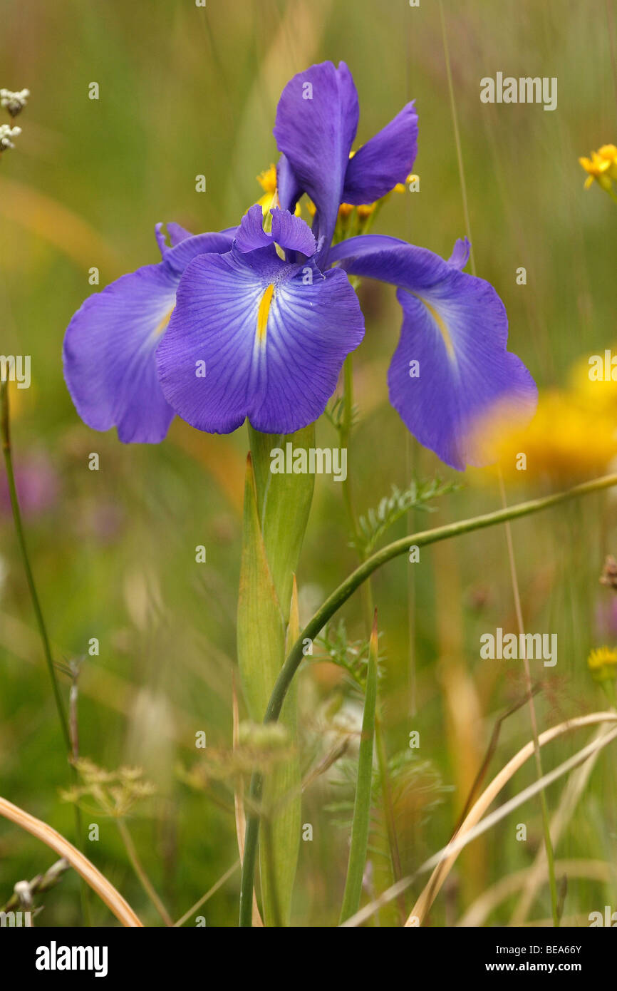 Iris anglaise Banque D'Images