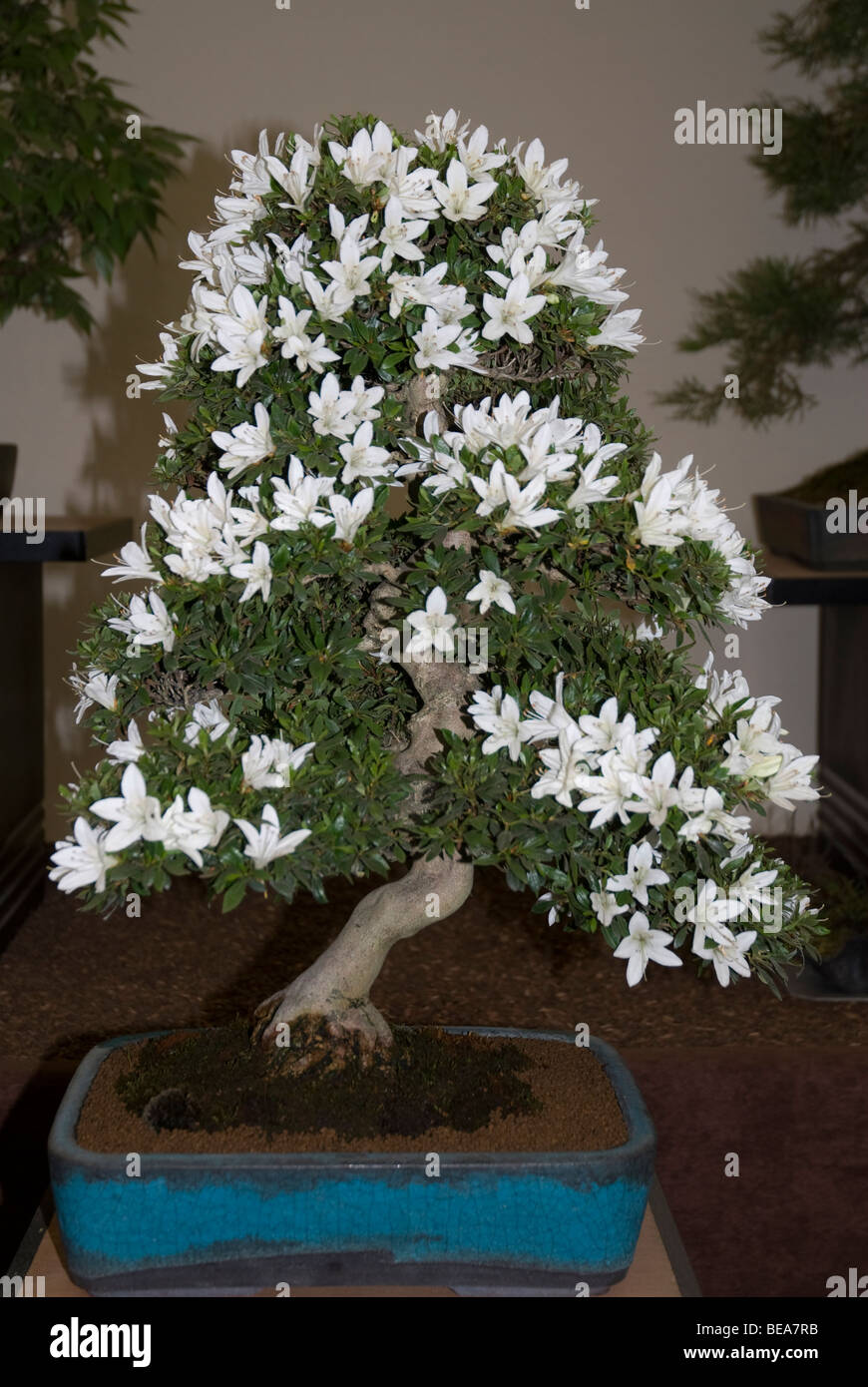 Flowering bonsai Banque de photographies et d'images à haute résolution -  Alamy