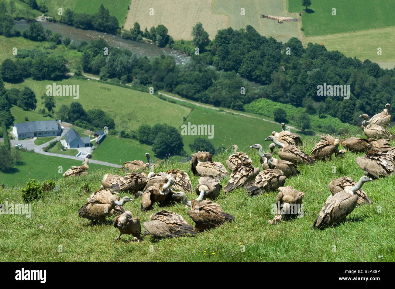 Vautour fauve vautour fauve eurasien ou Banque D'Images