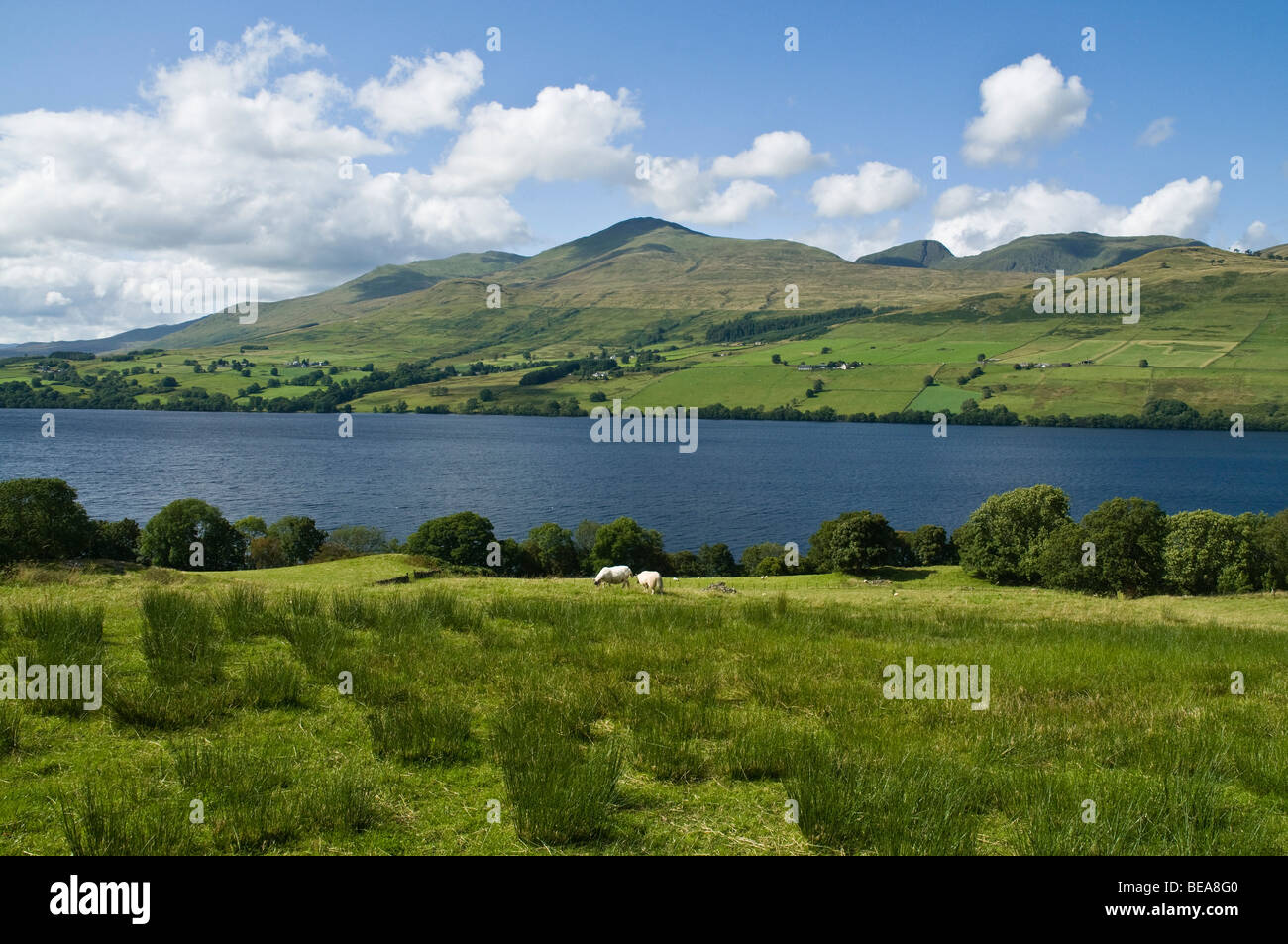 dh Ben Lawers chaîne de montagnes LOCH TAY PERTHSHIRE Sheep campagne paysage été scottish munro montagnes pays scène ecosse montagnes Banque D'Images