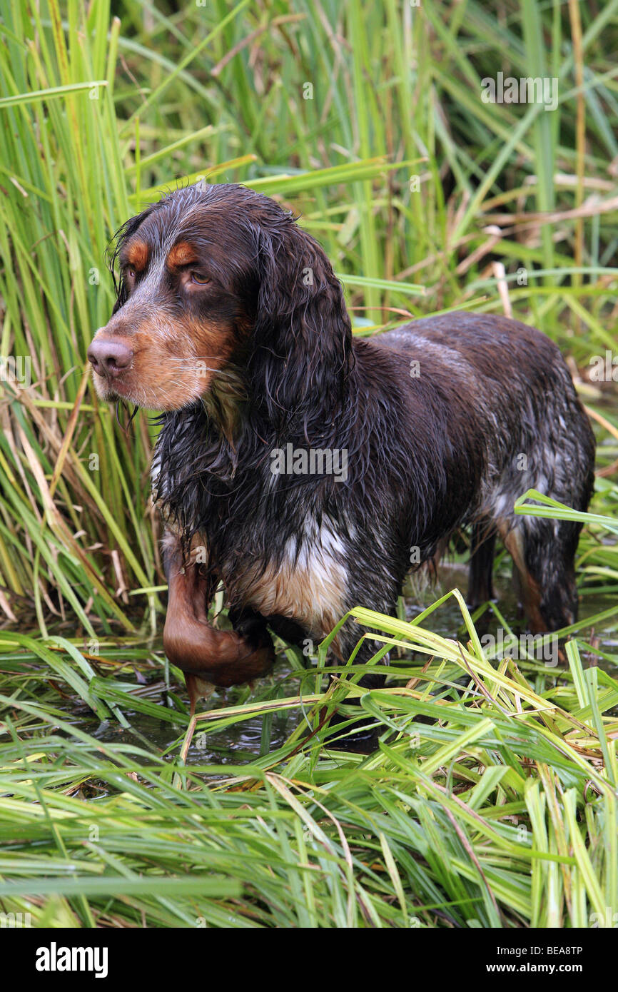 Picardy Spaniel Dog Banque D Image Et Photos Alamy