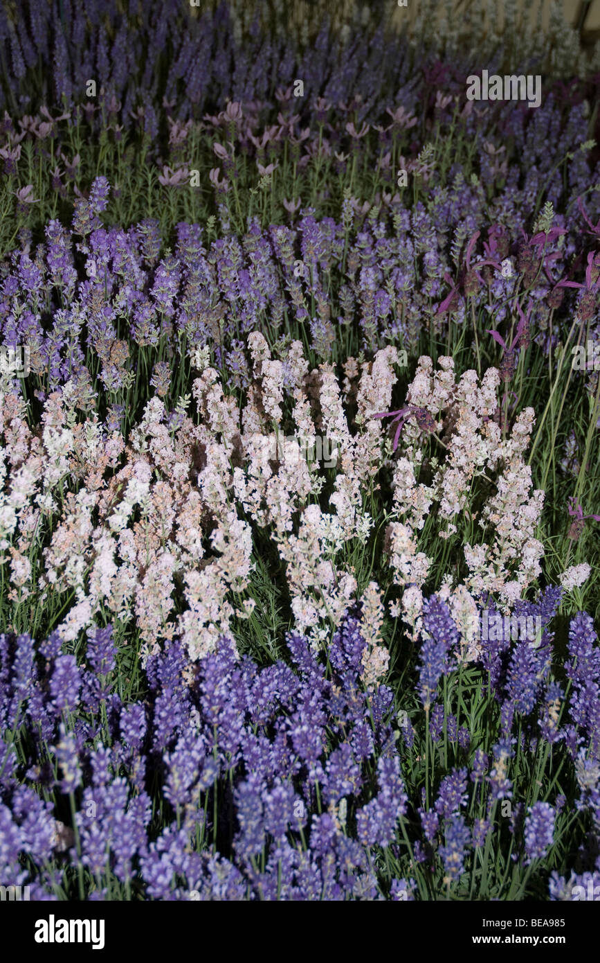 Différentes nuances de blanc de lavande et lilas mauve à violet foncé, à tous en fleur, à l'ouest de Londres Banque D'Images