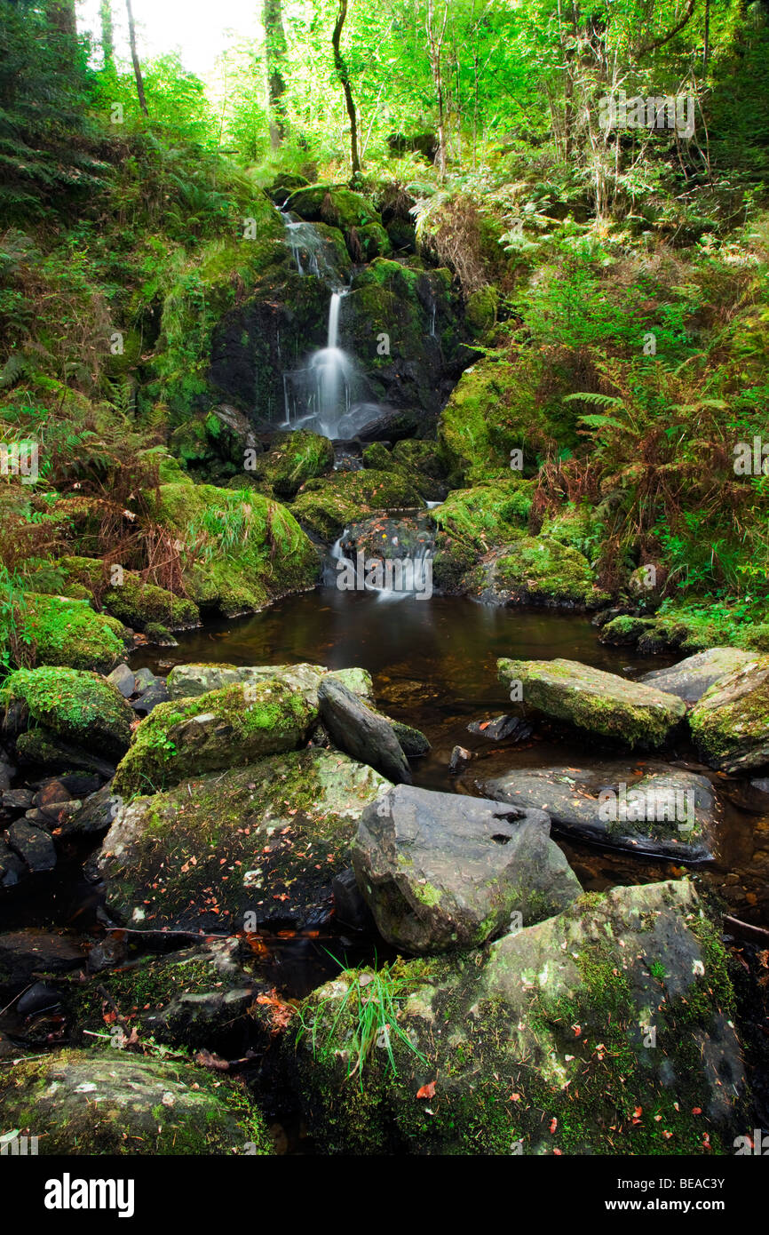 Une petite cascade qui finalement se jette dans la rivière Conwy à Betws-Y-coed entouré d'une végétation luxuriante, le Pays de Galles, Royaume-Uni Banque D'Images