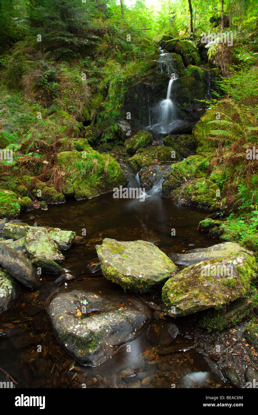 Une petite cascade qui finalement se jette dans la rivière Conwy à Betws-Y-coed entouré d'une végétation luxuriante, le Pays de Galles, Royaume-Uni Banque D'Images