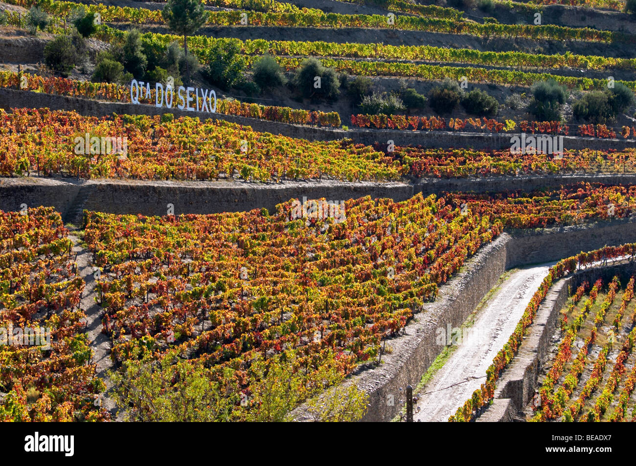 Couleurs d'automne vignobles Quinta do seixo portugal douro sandeman Banque D'Images