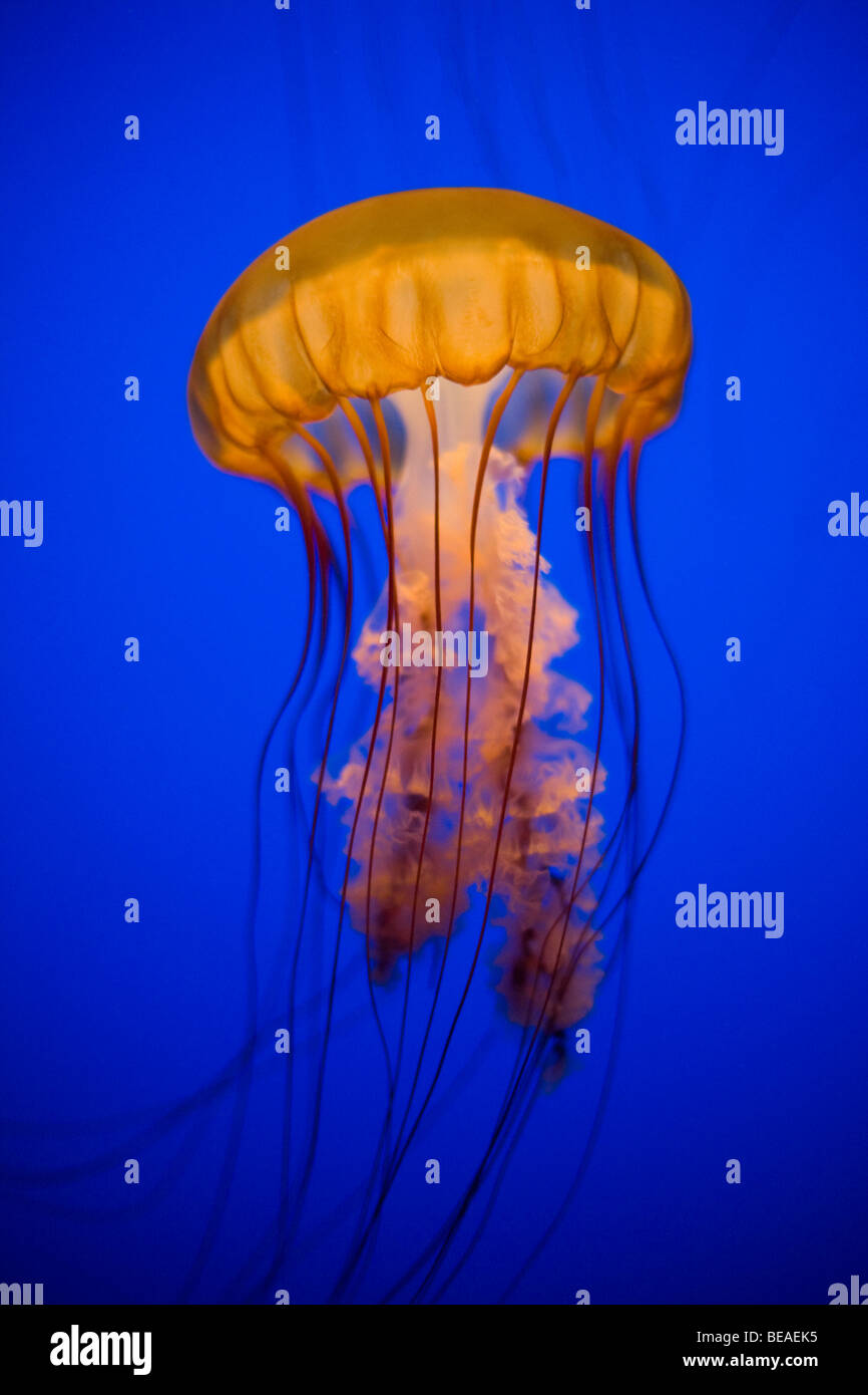 Ortie de mer (Méduse Chrysaora quinquecirrha) dans un aquarium Banque D'Images