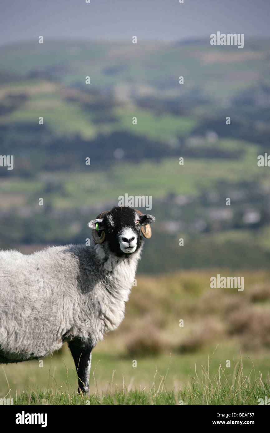 Cheshire East vue rurale de moutons paissant près de Sponds Hill sur le sentier de pierre meulière, à au sud-est sur le Peak District. Banque D'Images