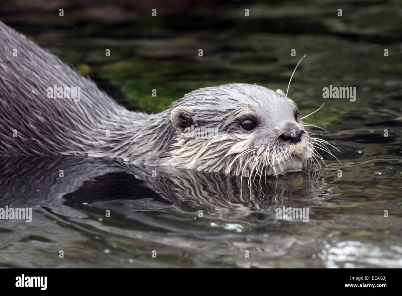 Cendrées Oriental Otter Aonyx cinerea Natation prise à Martin simple WWT, Lancashire UK Banque D'Images