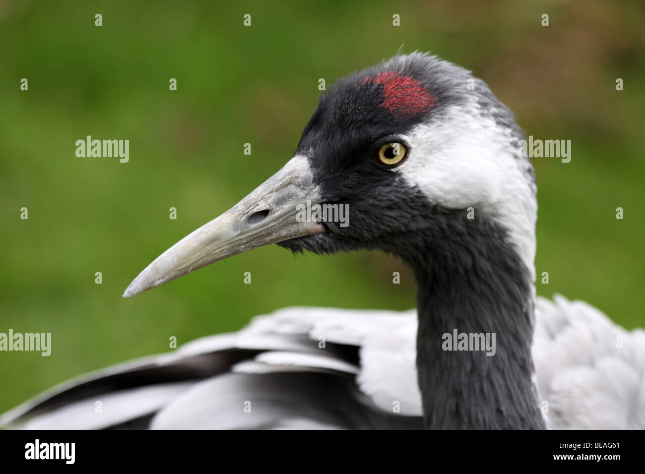 Tête de grue cendrée Grus grus prises à Martin simple WWT, Lancashire UK Banque D'Images