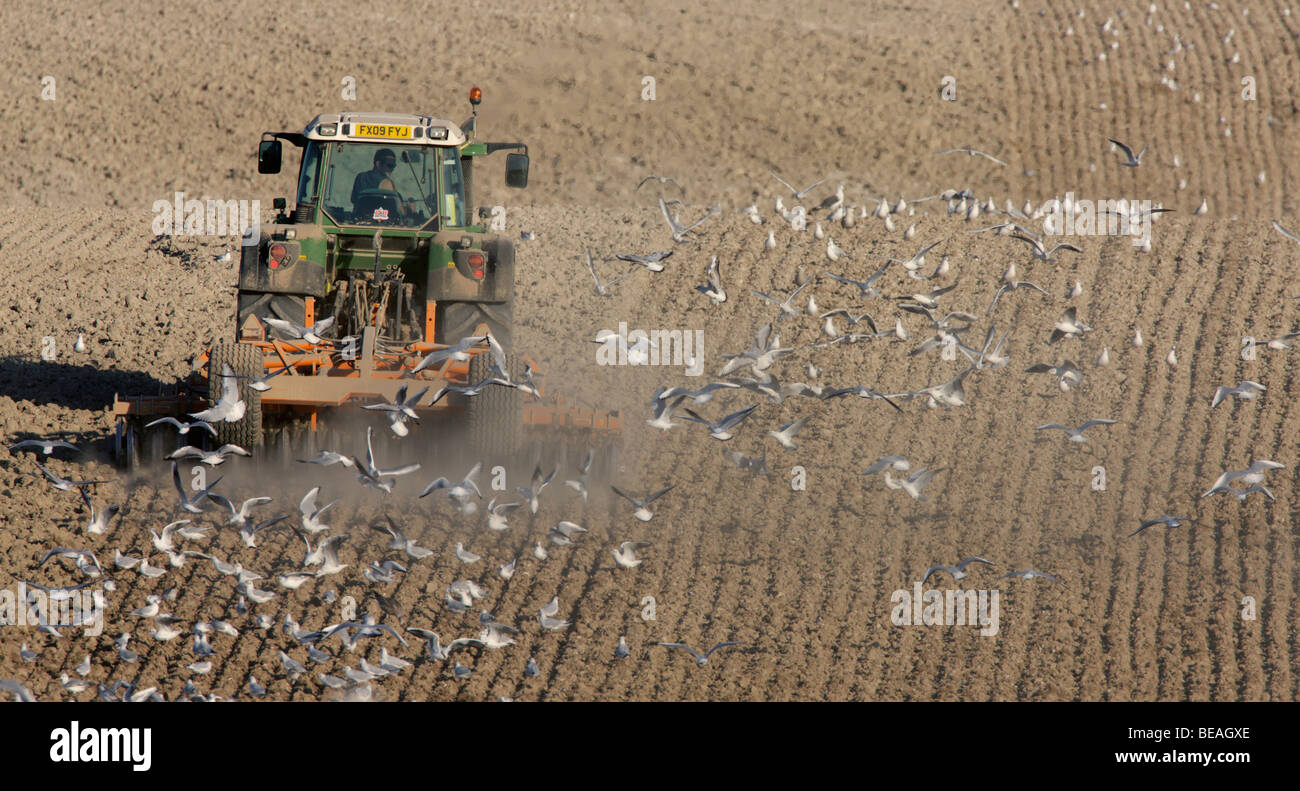 Après les oiseaux de travail du tracteur Banque D'Images