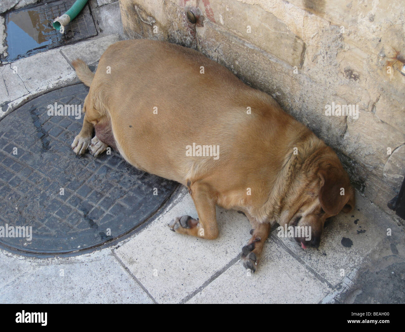Gros gros et rond chien dormir avec sa langue sur le trottoir. Hania. La Crète. La Grèce. Banque D'Images