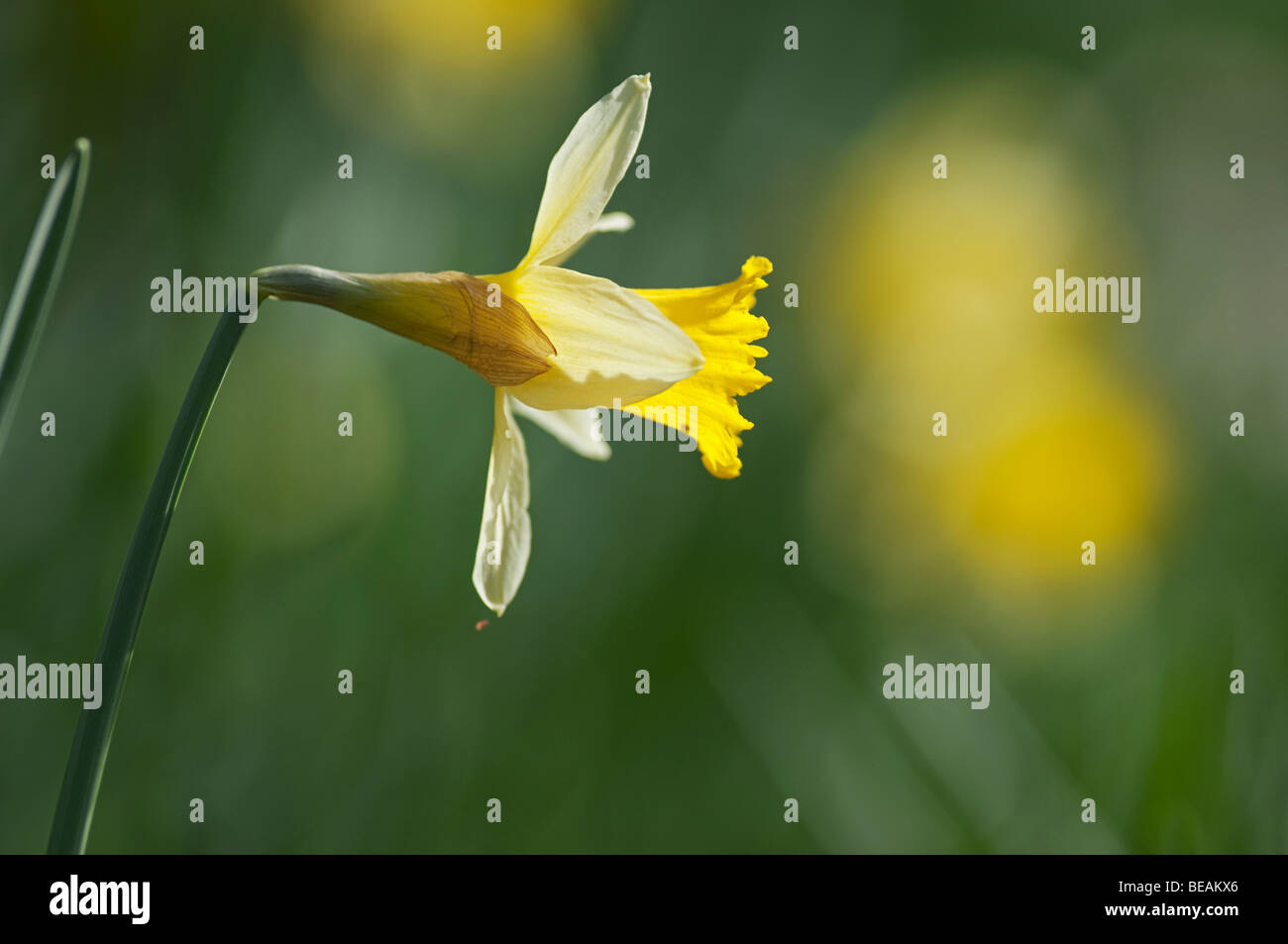 La JONQUILLE Narcissus pseudonarcissus, sauvages, Kent, Angleterre. Banque D'Images