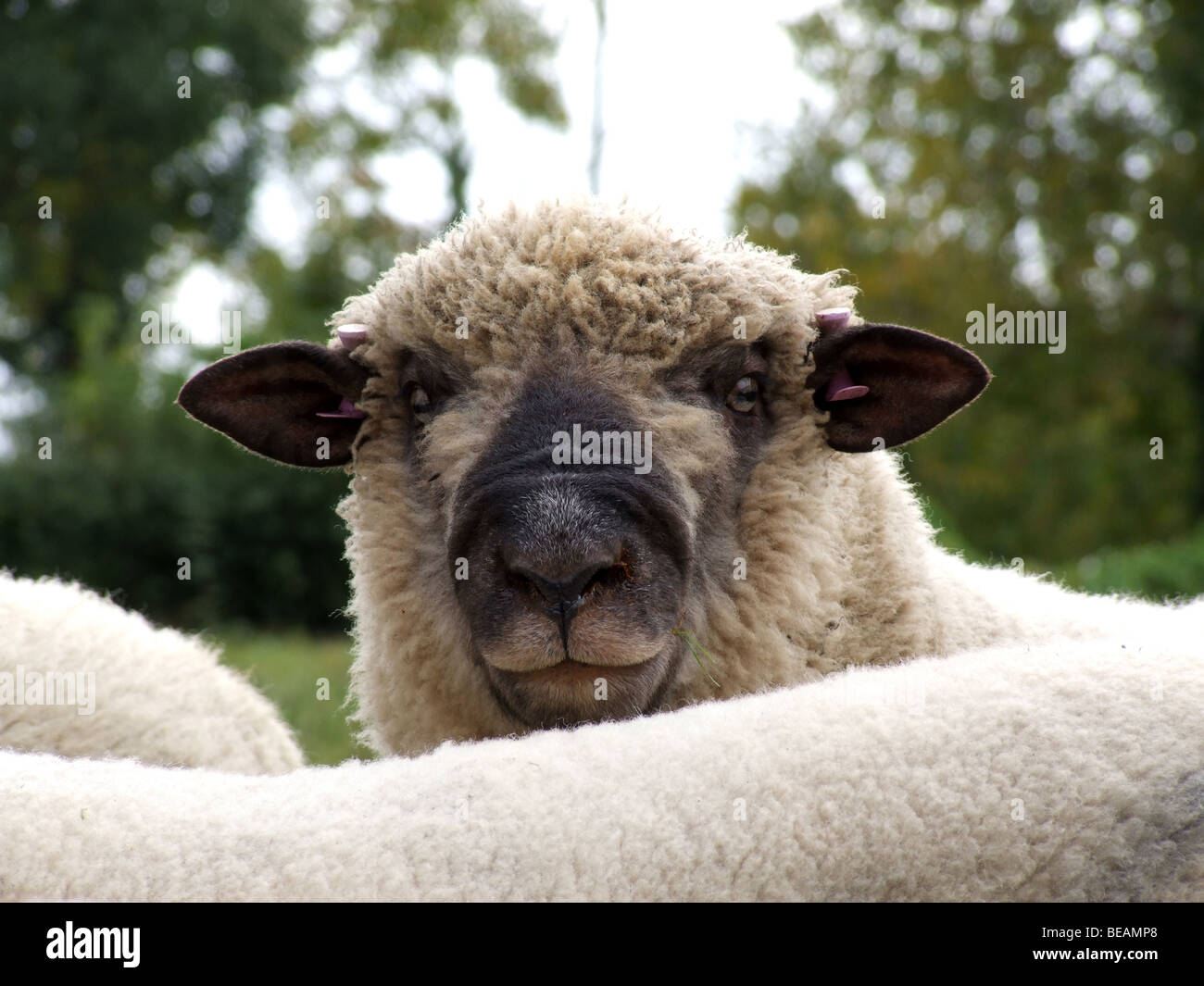 Mouton noir face regardant droit dans la caméra. Banque D'Images