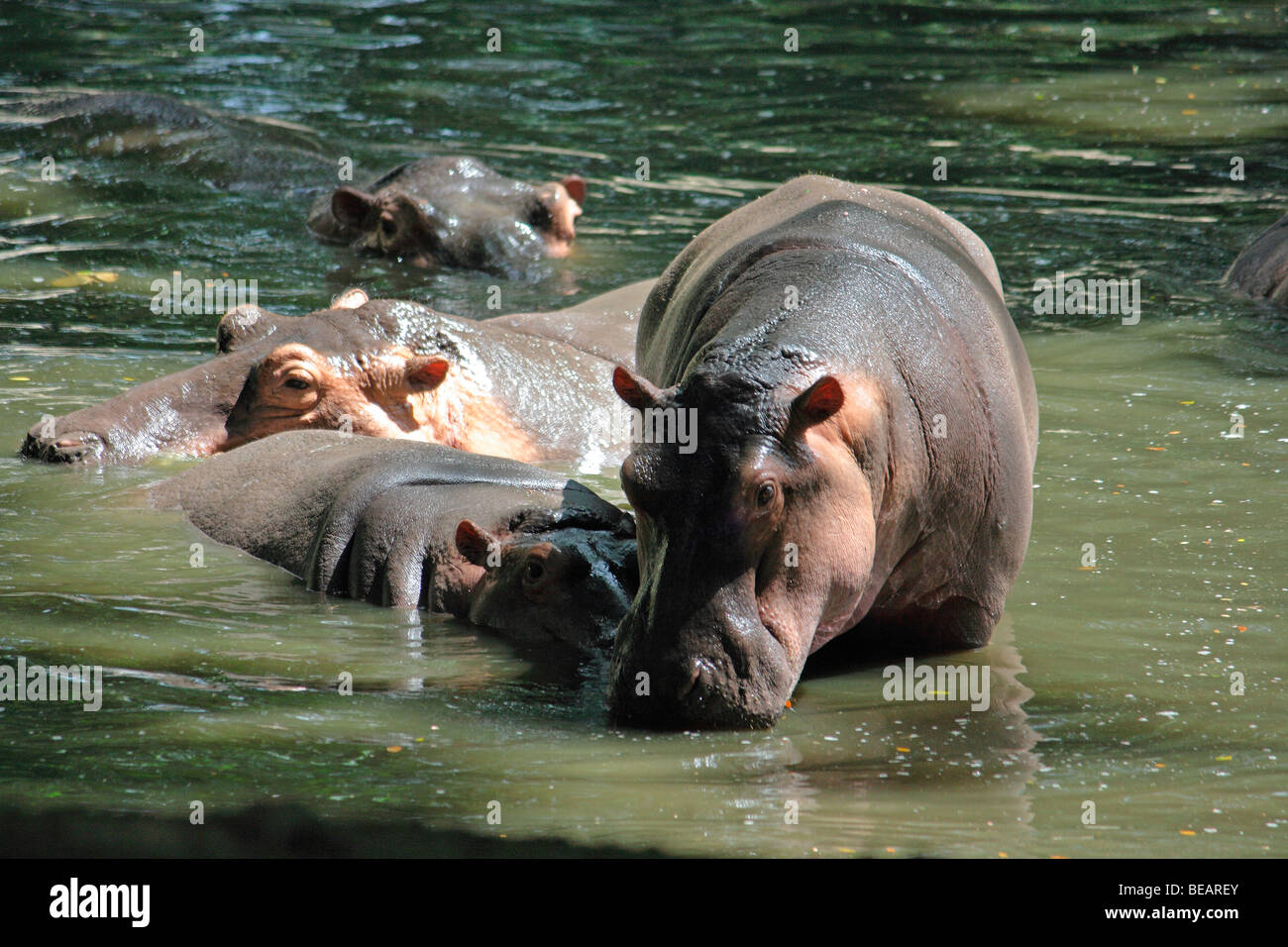 Hippopotame Banque D'Images