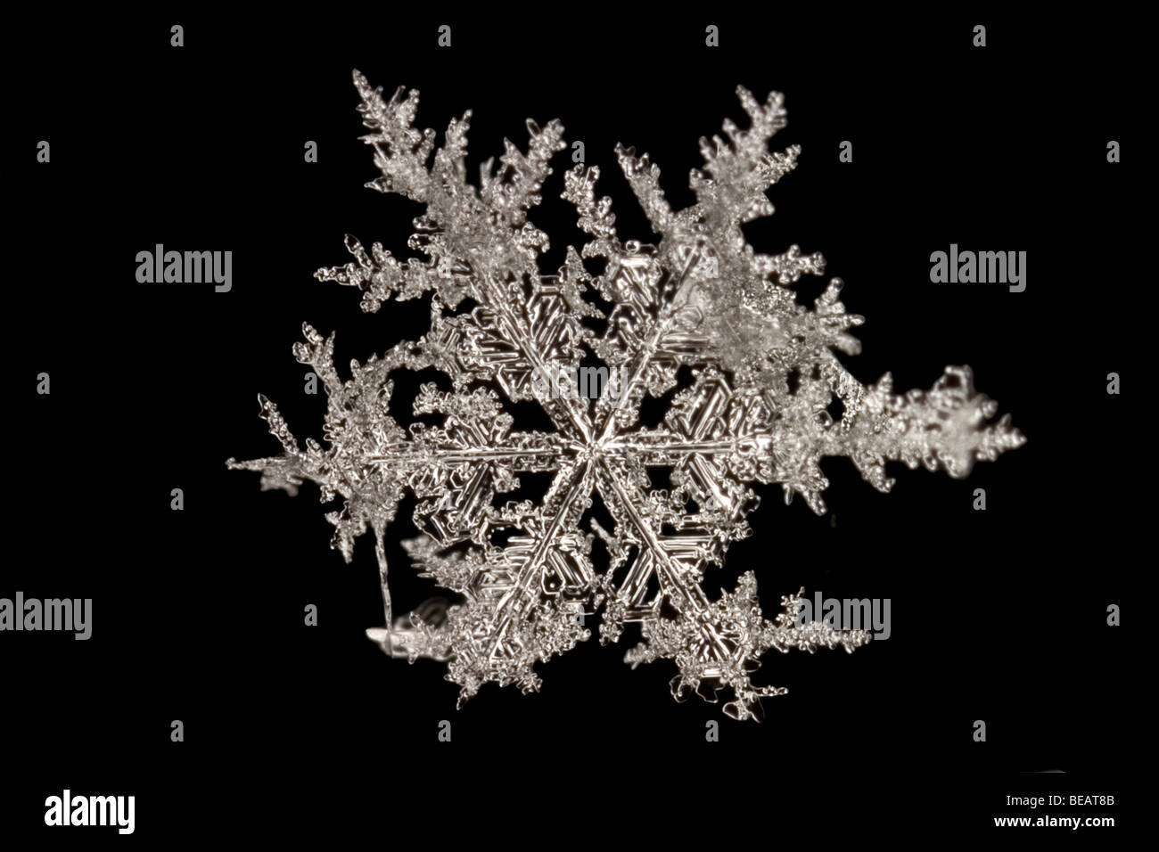 Flocon de neige Banque D'Images