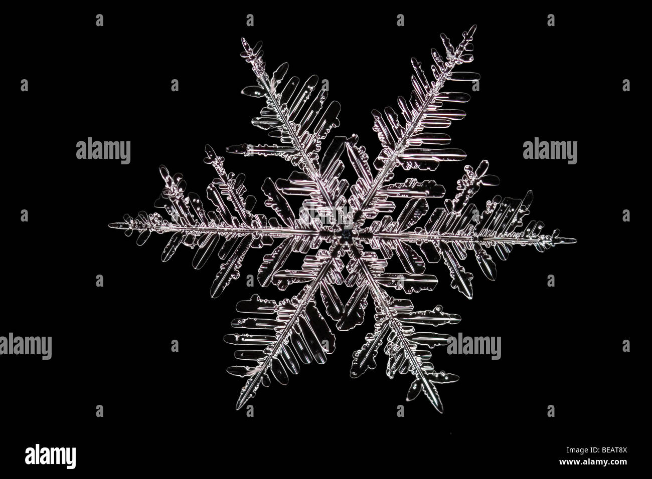 Flocon de neige Banque D'Images