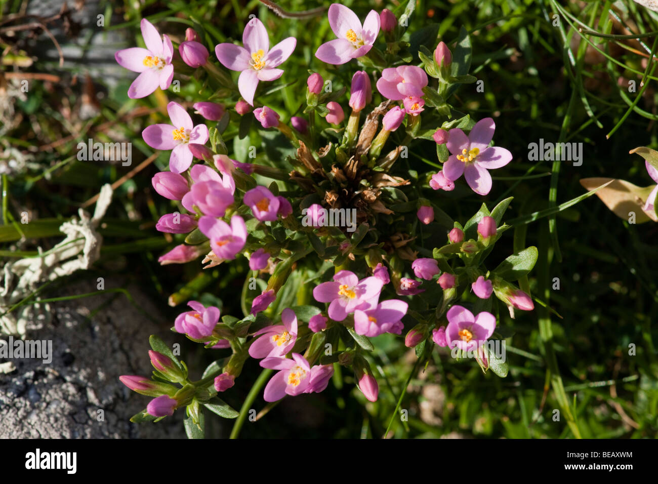 Commune rose Centaurium erythraea, Centuary, sur St Martin, Isles of Scilly Banque D'Images
