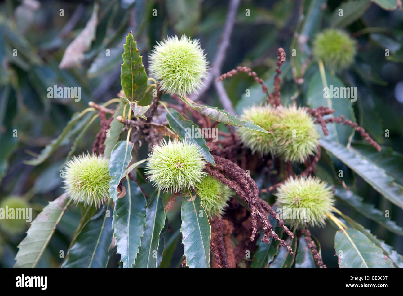Feuilles de CHÂTAIGNIER Castanea sativa et écrous Banque D'Images