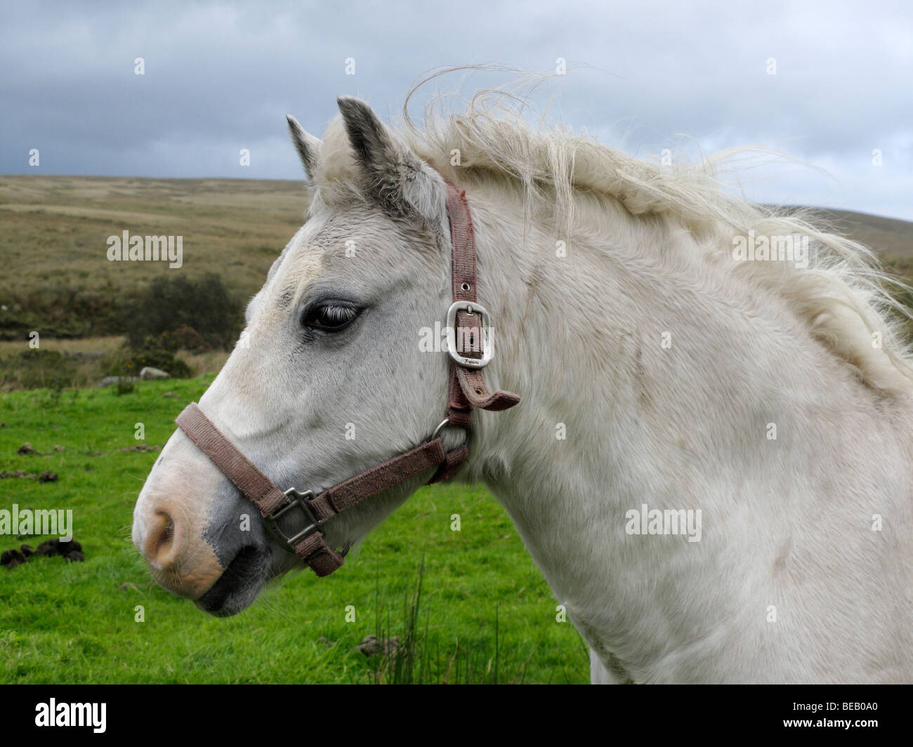 White Pony en champ, Ystradfellte, Pays de Galles, Royaume-Uni Banque D'Images