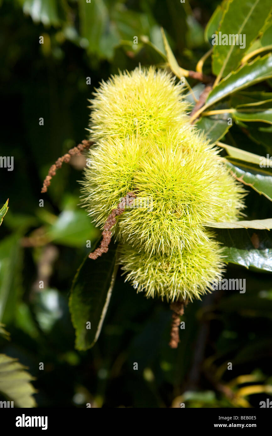 Castanea sativa, châtaignier, arbre avec écrous Banque D'Images