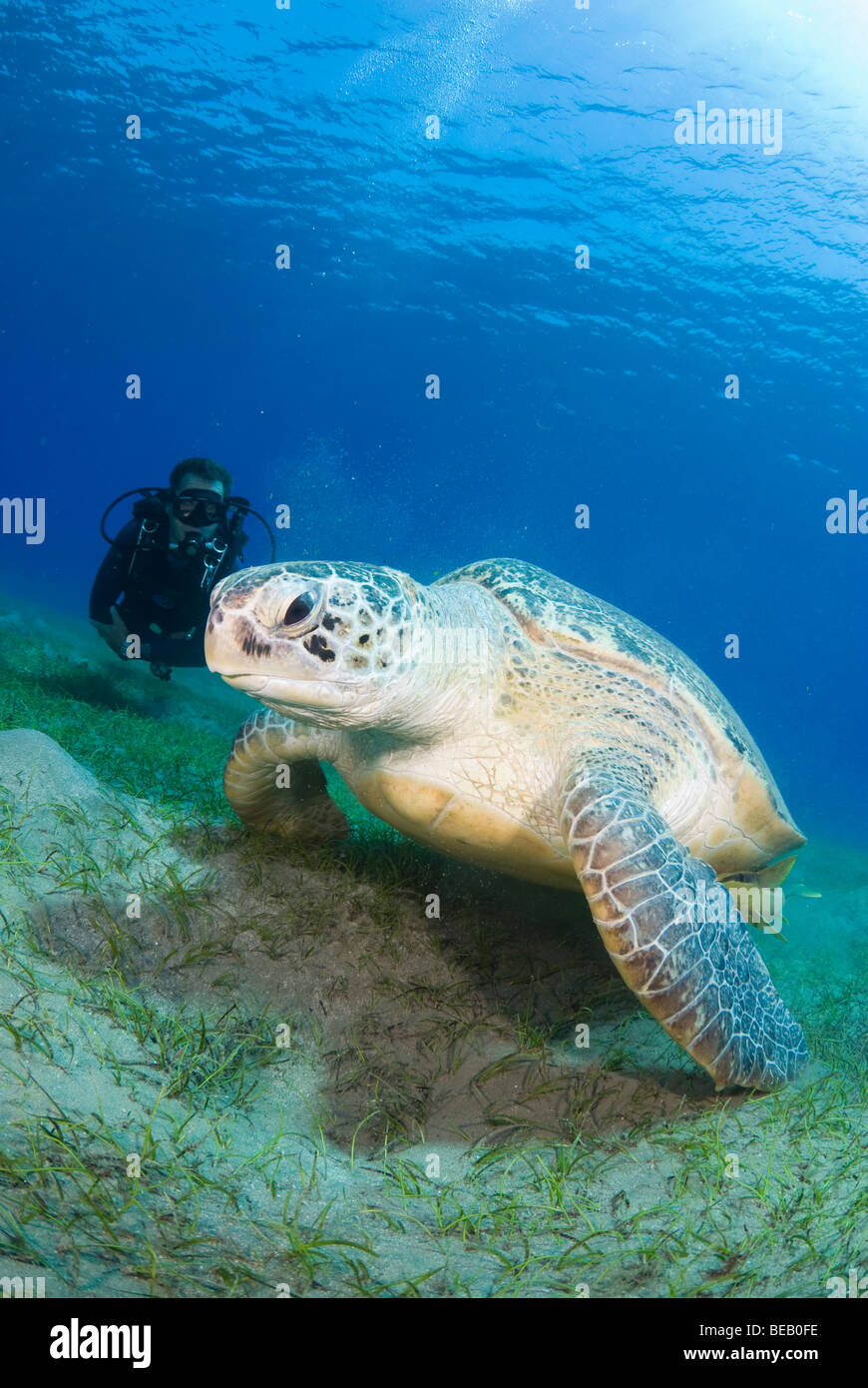 Tortue verte, Chelonia mydas, Abu Dabbab, Marsa Alam, Red Sea, Egypt Banque D'Images