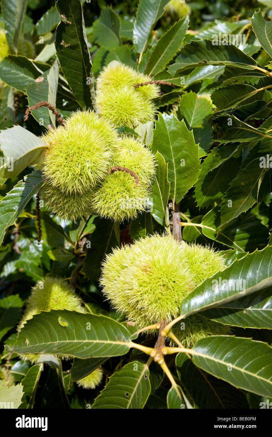Castanea sativa, châtaignier, arbre avec écrous Banque D'Images