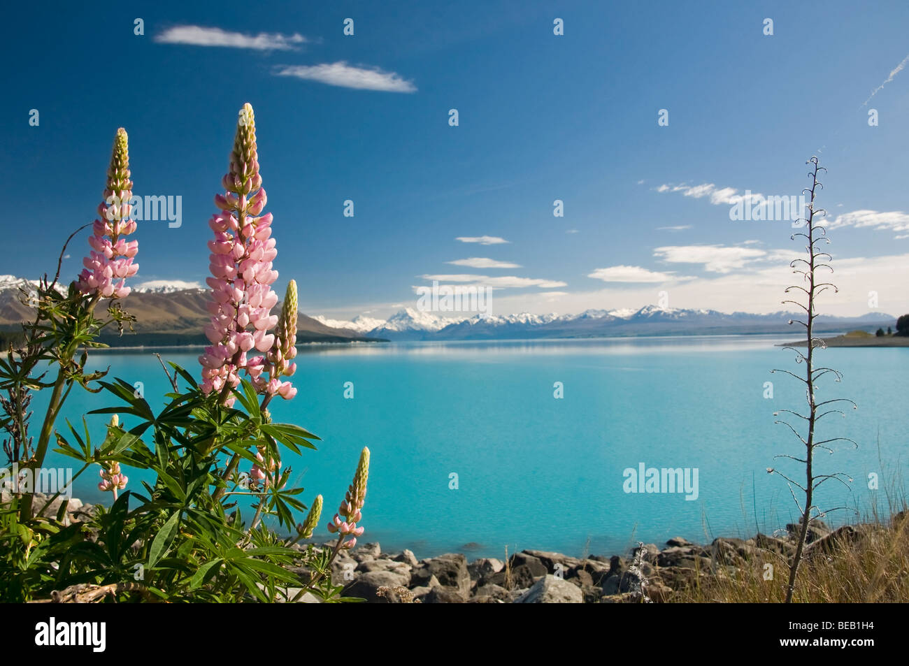 Lupins, & Mount Cook Lac Pukaki, Nouvelle-Zélande Banque D'Images
