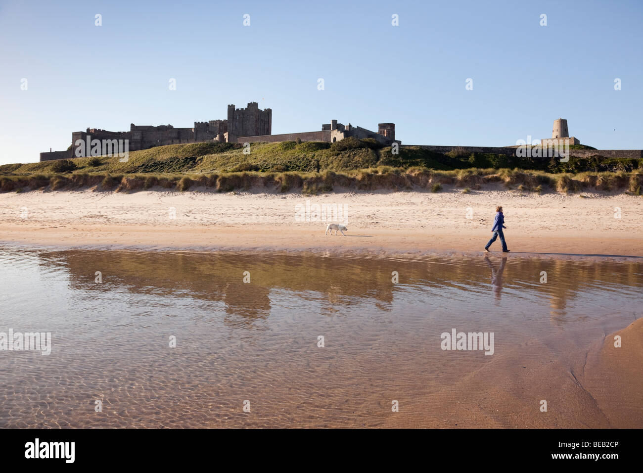 , Bamburgh Northumberland, England, UK, Europe. Château de Bamburgh et woman walking dog reflète dans la mer sur l'estran de la plage Banque D'Images