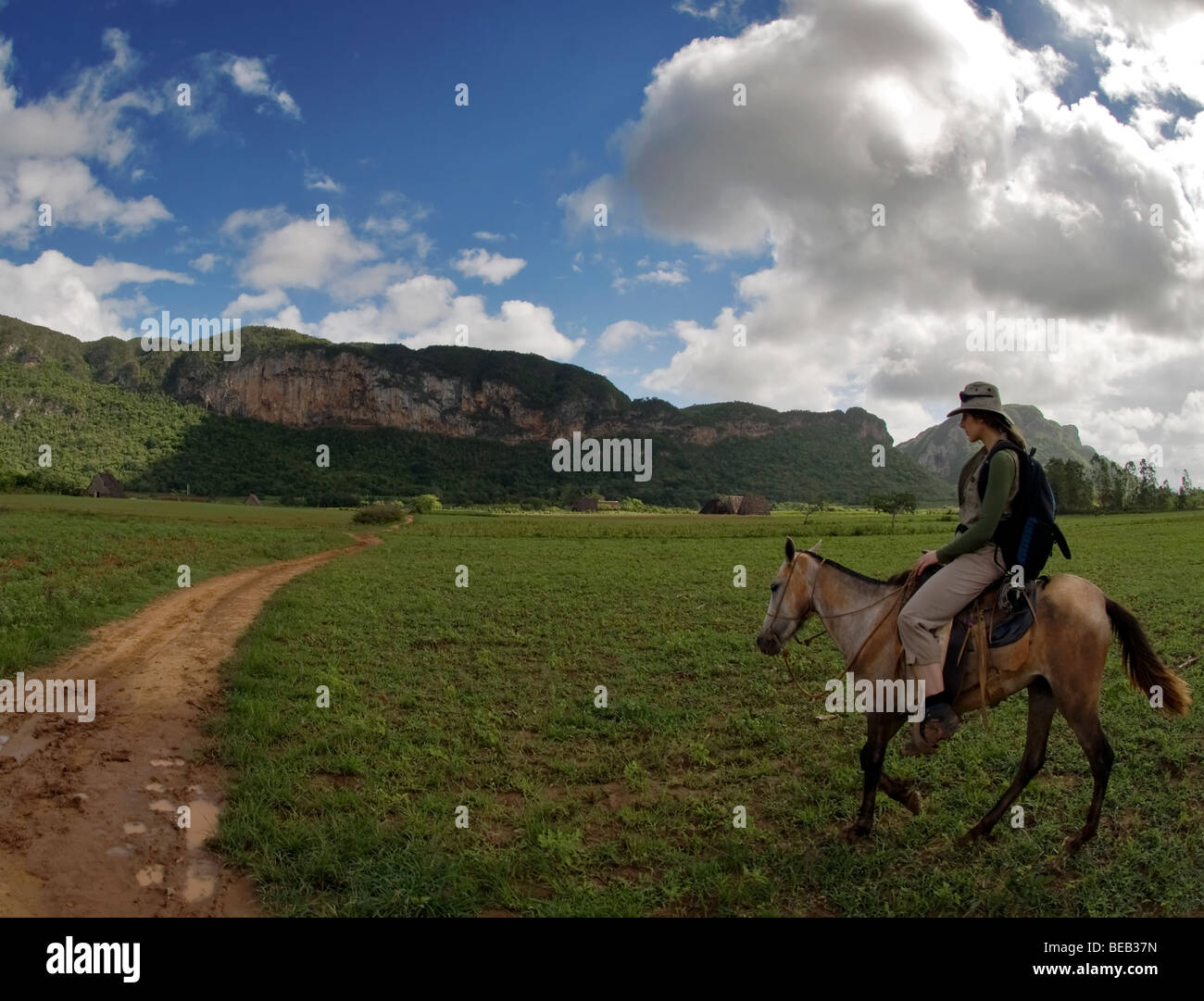 Location de chevaux, Vallée de Vinales, Cuba Banque D'Images