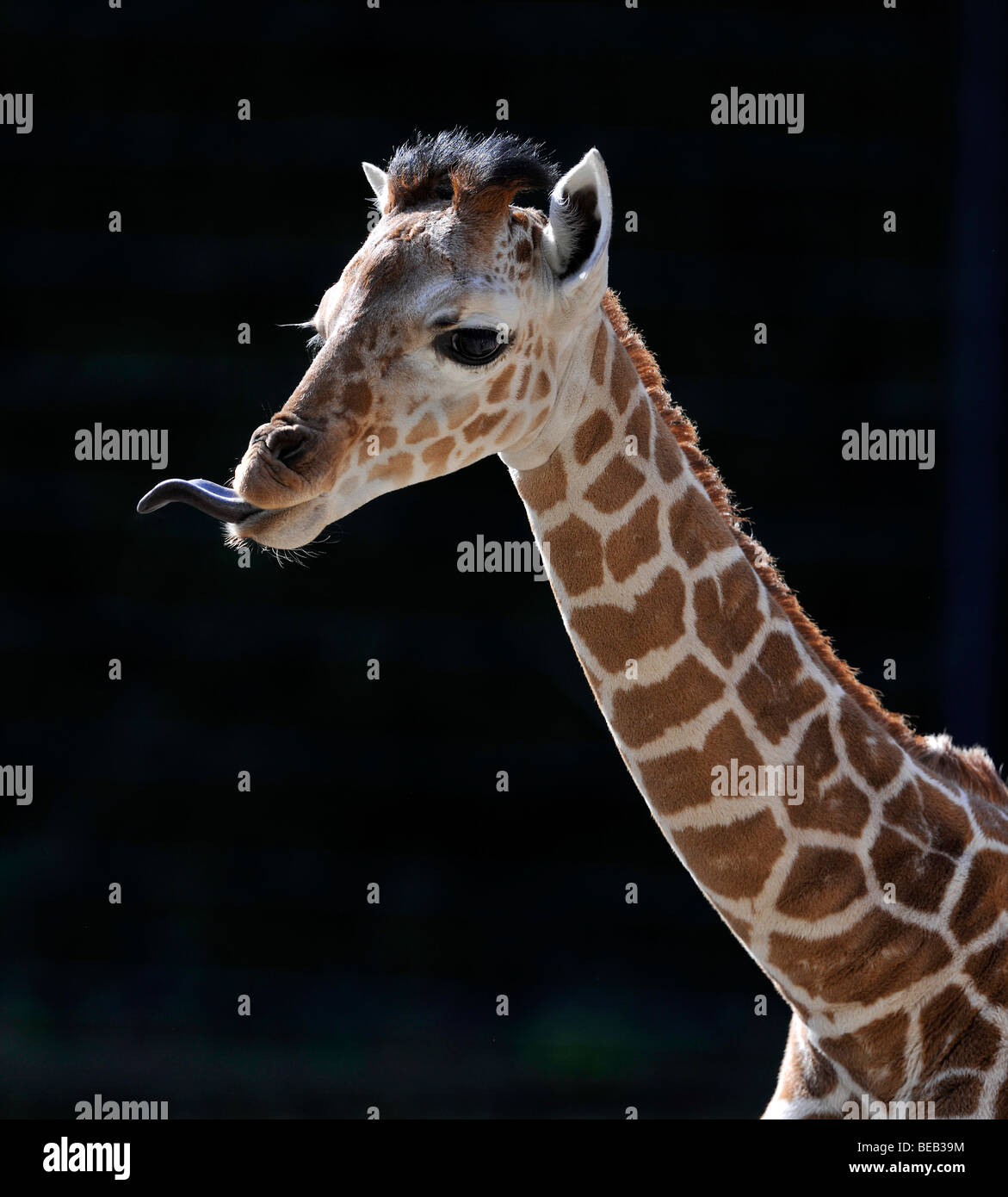 Girafe réticulée ou somaliens Girafe (Giraffa camelopardalis reticulata), les jeunes, 2 semaines, portrait avec la langue Banque D'Images