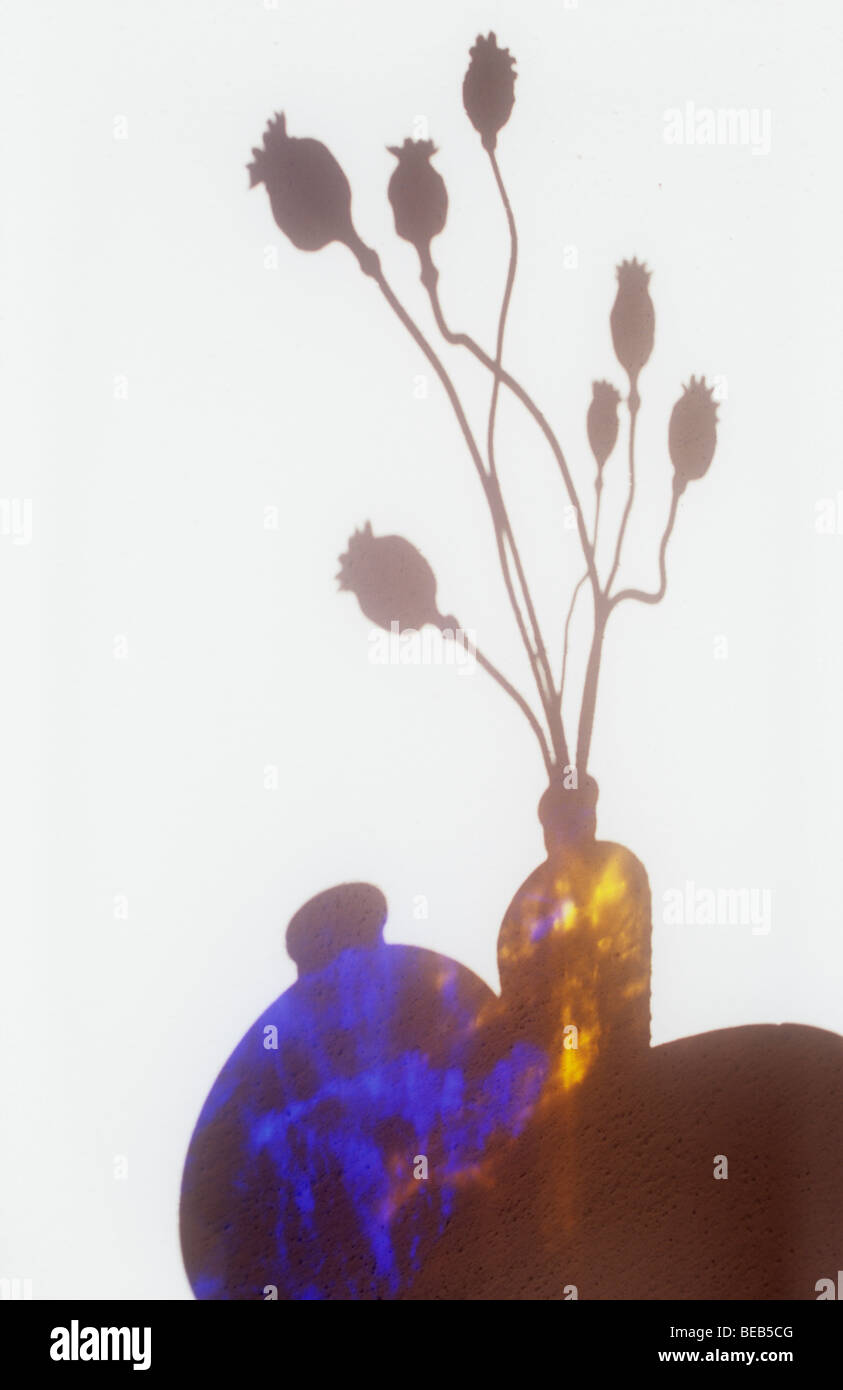 Ombre sur mur blanc de table circulaire avec des réflexions à partir de la vase en verre bleu et marron avec bouteille coquelicots séchés Banque D'Images