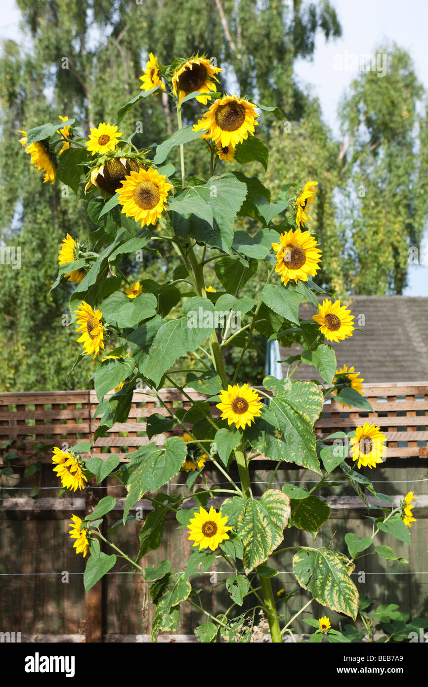 Tournesol à multiples facettes (32) fleurs sur une seule tige dans un