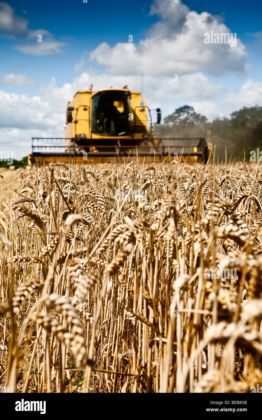 Obtenir dans ce ans récoltes de blé dans Surrey Lingfield Banque D'Images