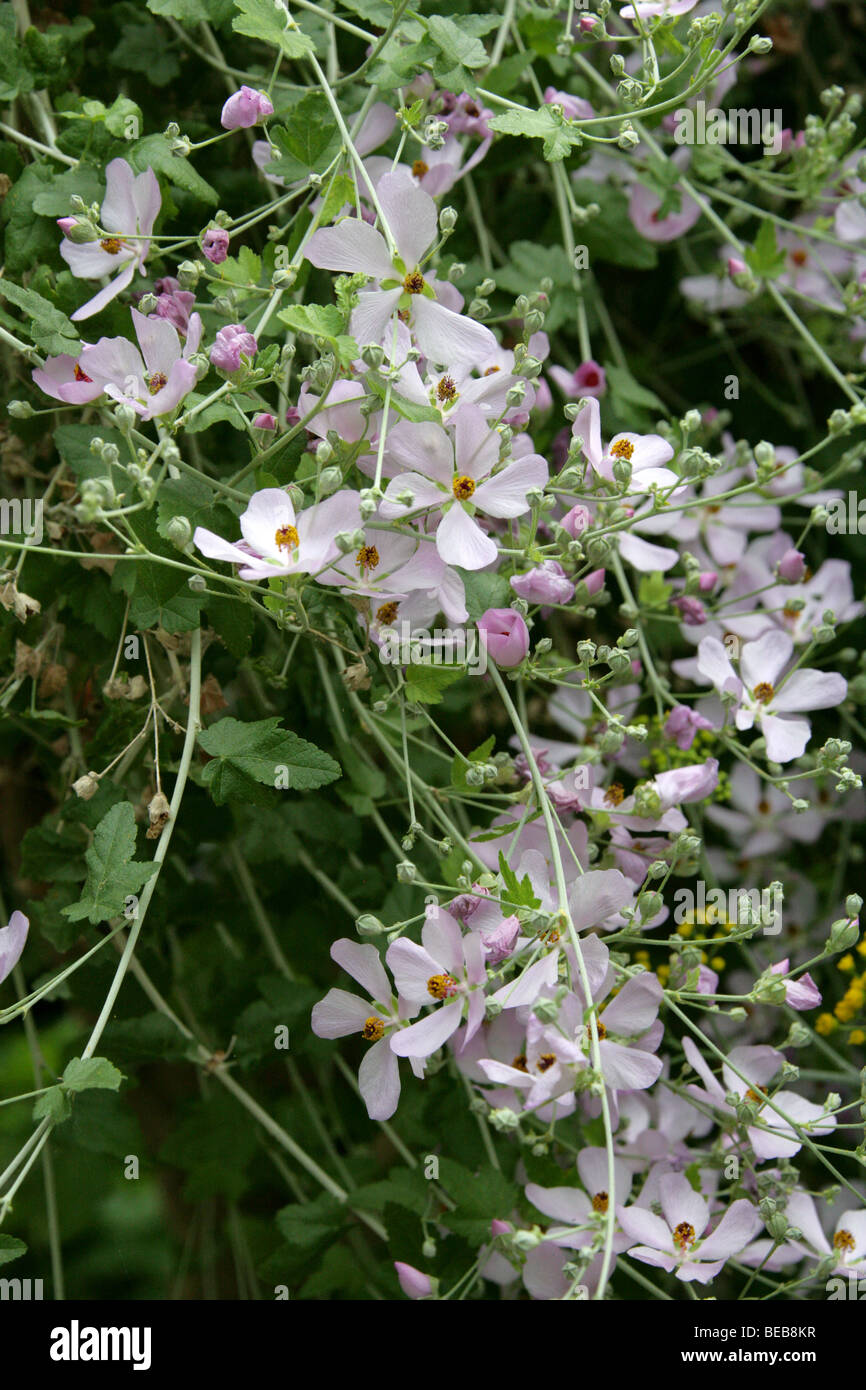 Bushmallow ou Mendocino Chaparral Mallow, Malacothamnus fasciculatus var laxiflorus, Malvaceae, Californie, USA. Banque D'Images