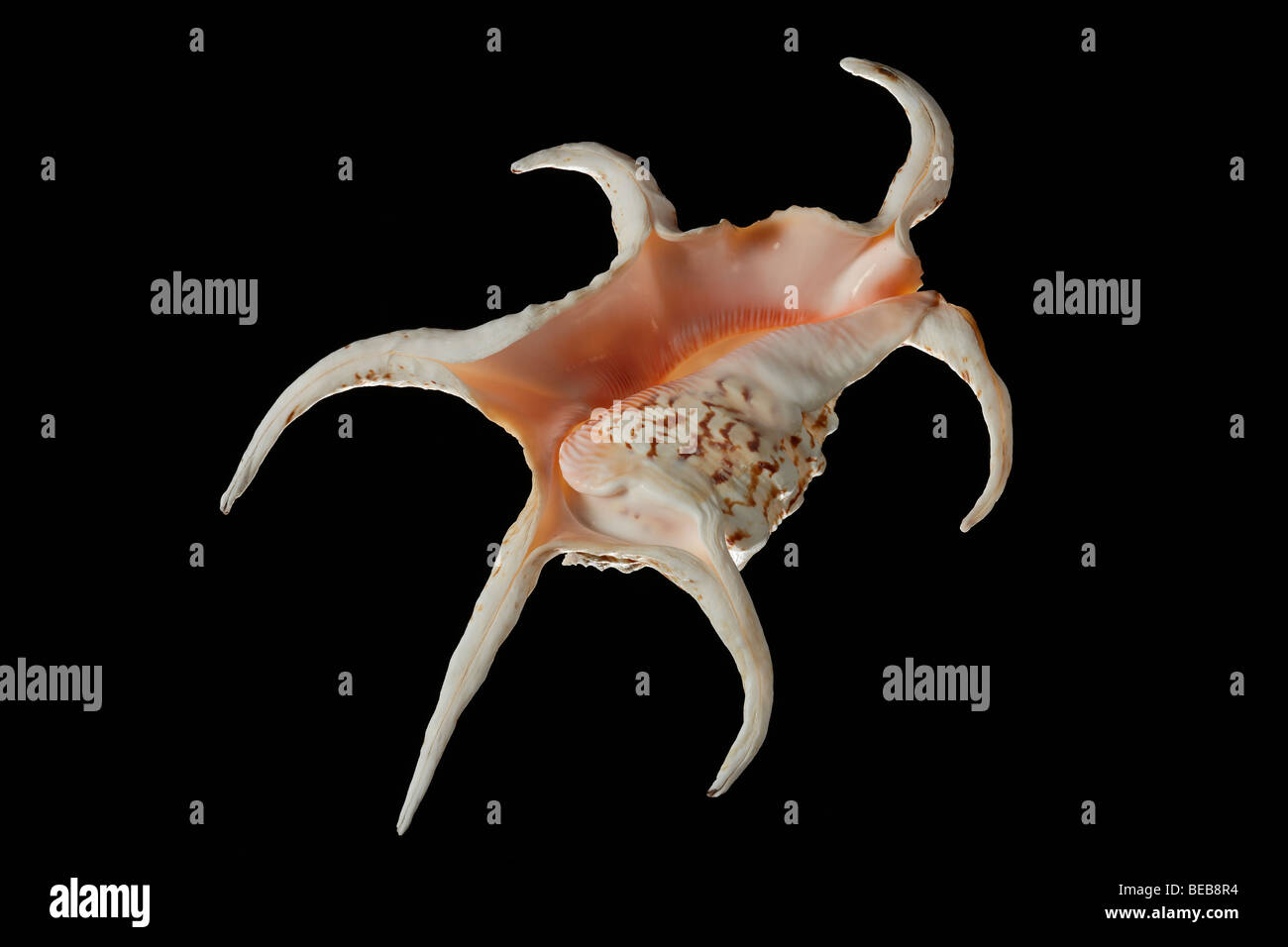 Chiragra Spider Conch. Nom scientifique : Lambis Chiragra. Banque D'Images