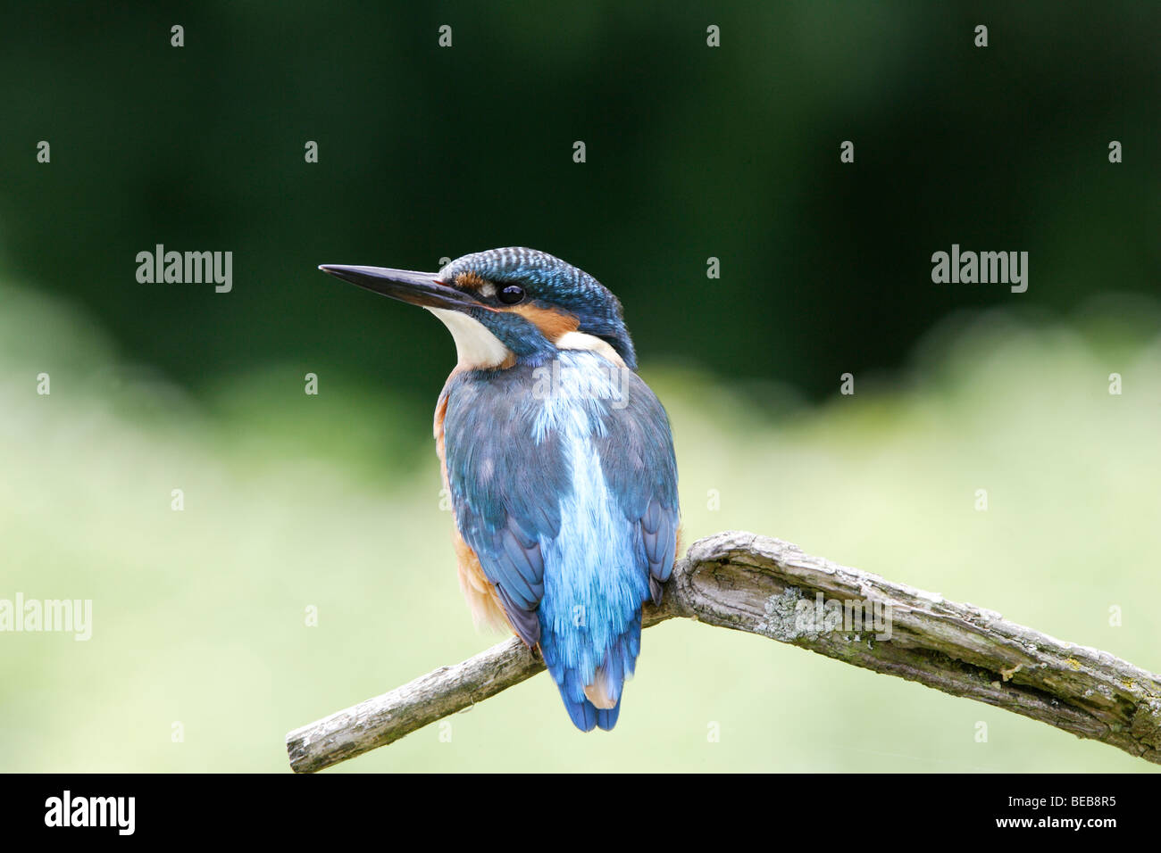 KIngfisher assis sur poste de pêche Banque D'Images