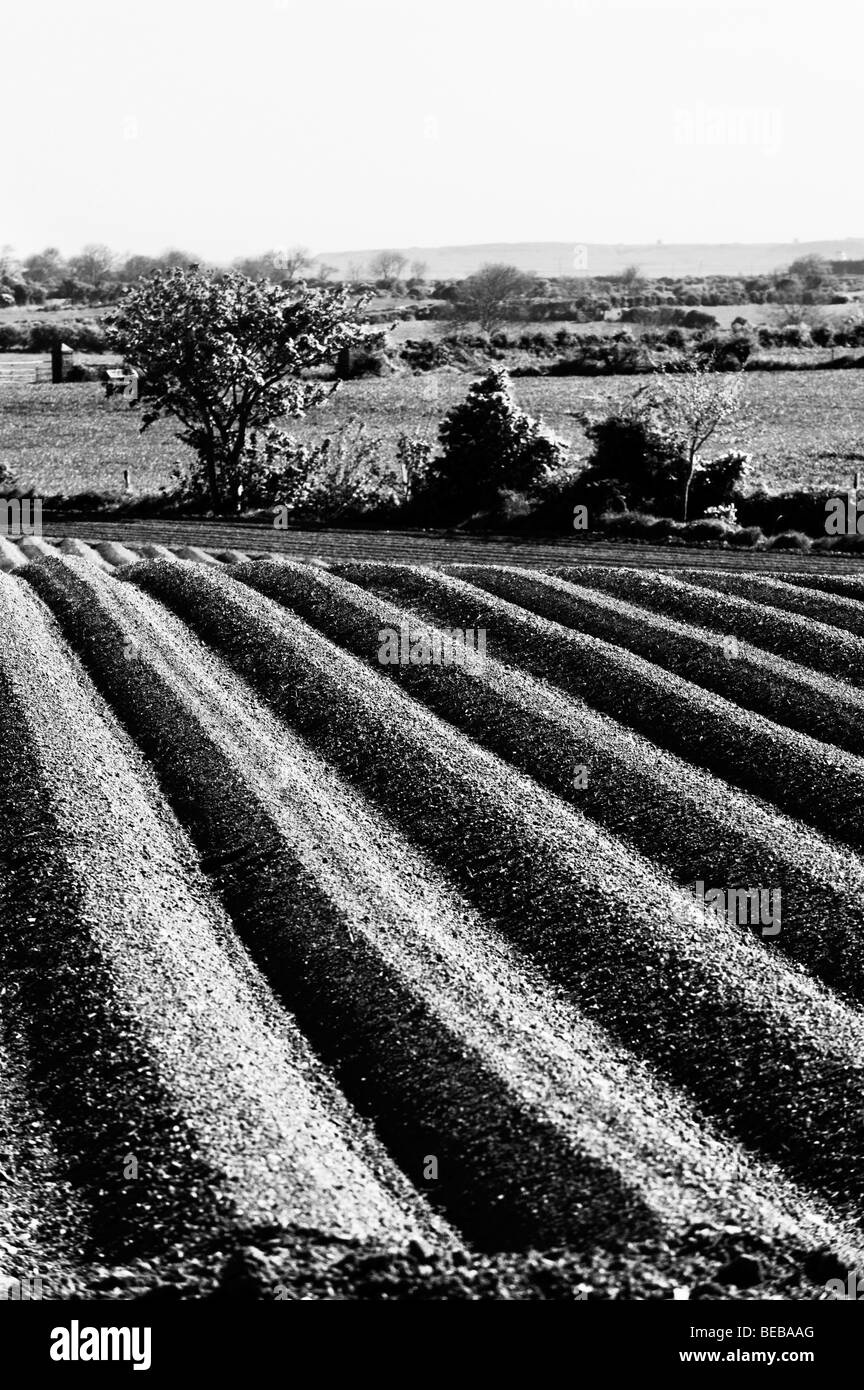 Champ labouré Co vers le bas l'Irlande du Nord Banque D'Images